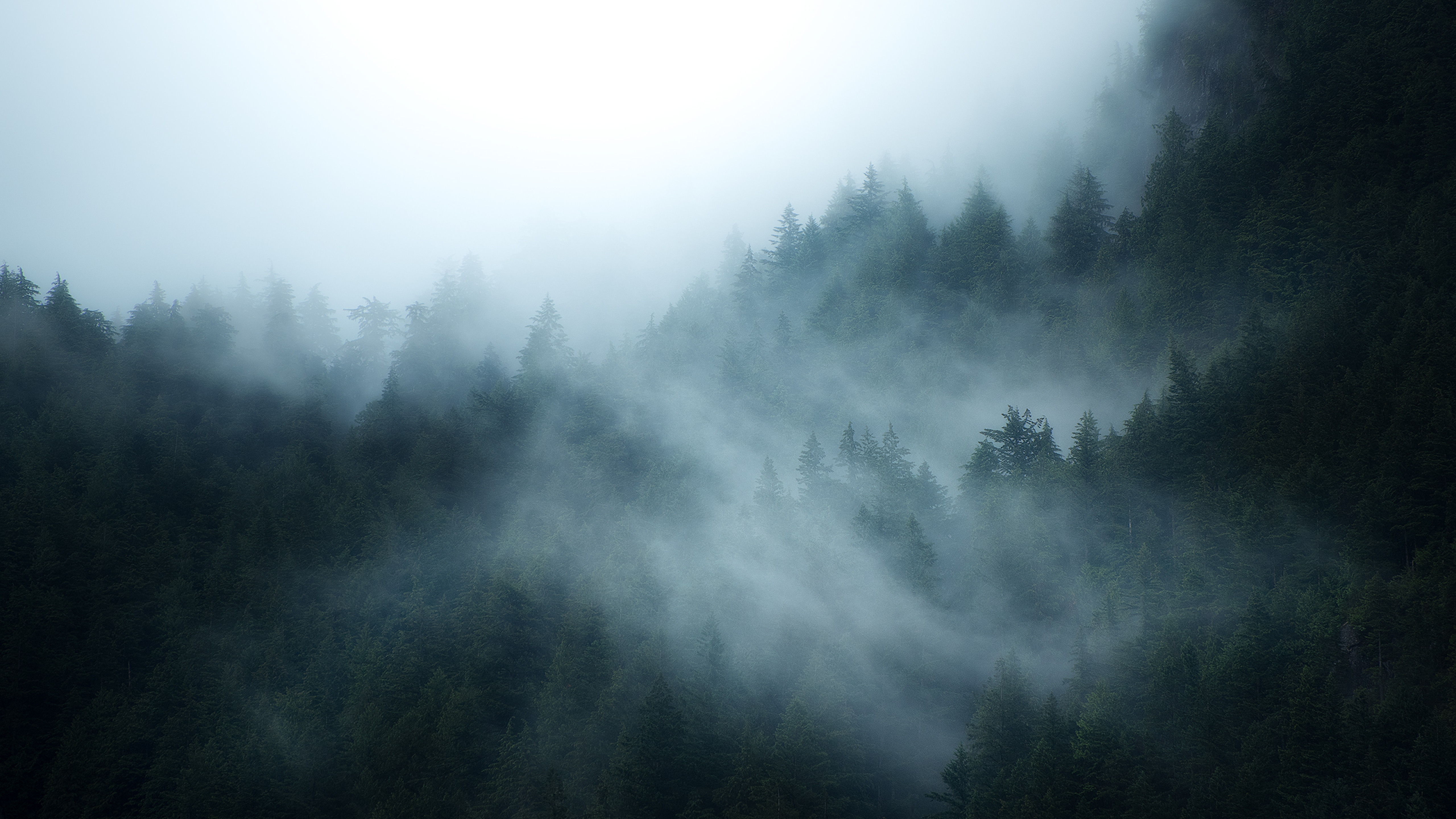 Сизая пелена. Туманный лес ДНД. Лощина Хэйчжу. Лес в тумане. Туманный пейзаж.