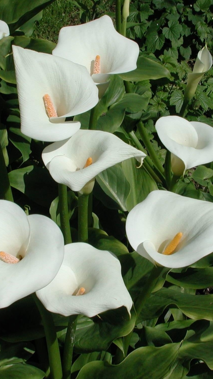 720x1280 Resolution calla lilies, flowers, white Moto G, X Xperia Z1 ...