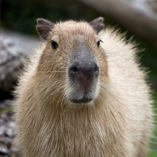 512x512 Resolution capybara, muzzle, nose 512x512 Resolution Wallpaper ...