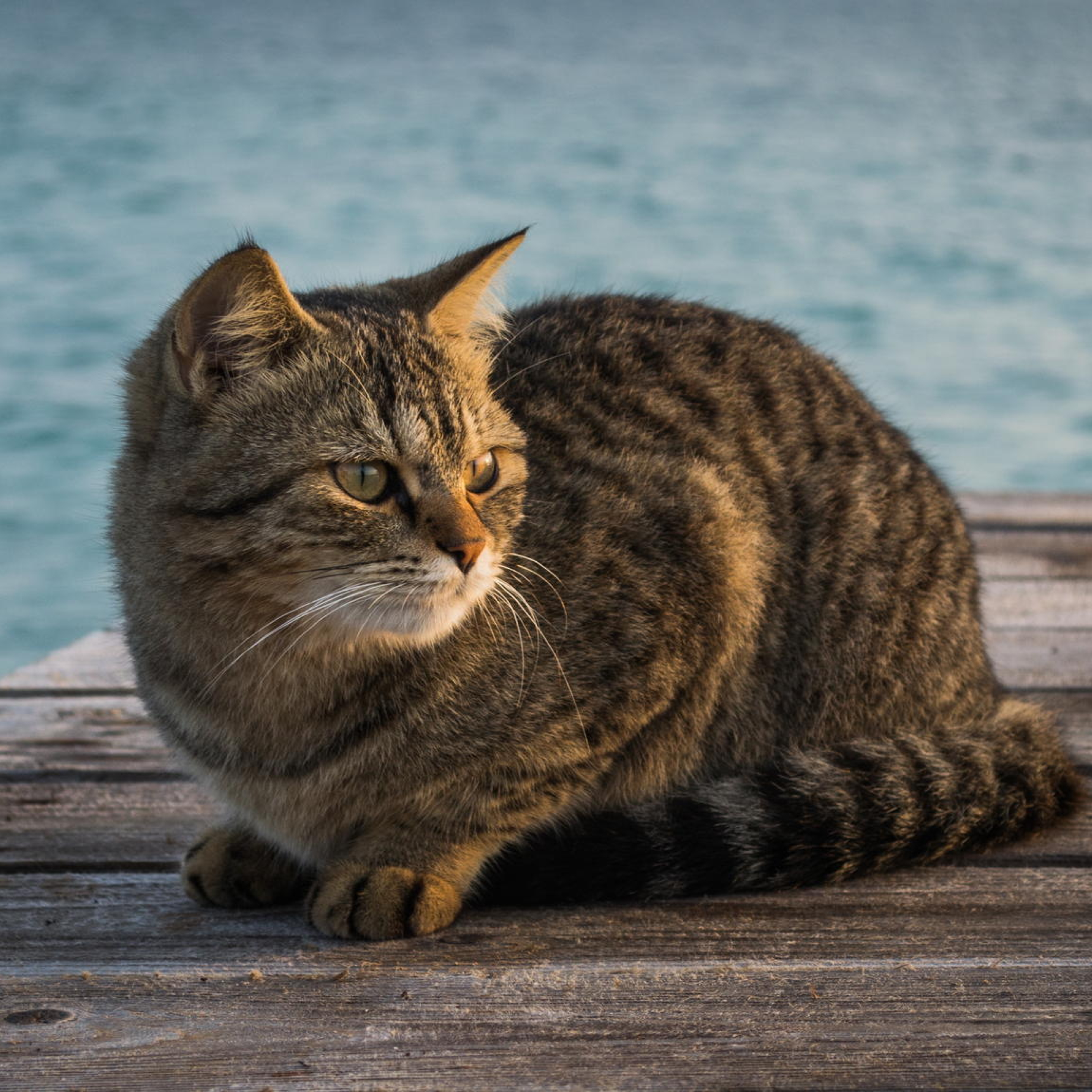 Фото сидящей кошки. Азиатская табби кошка. Шартрез кот полосатый. Кошка сидит. Сидячая кошка.