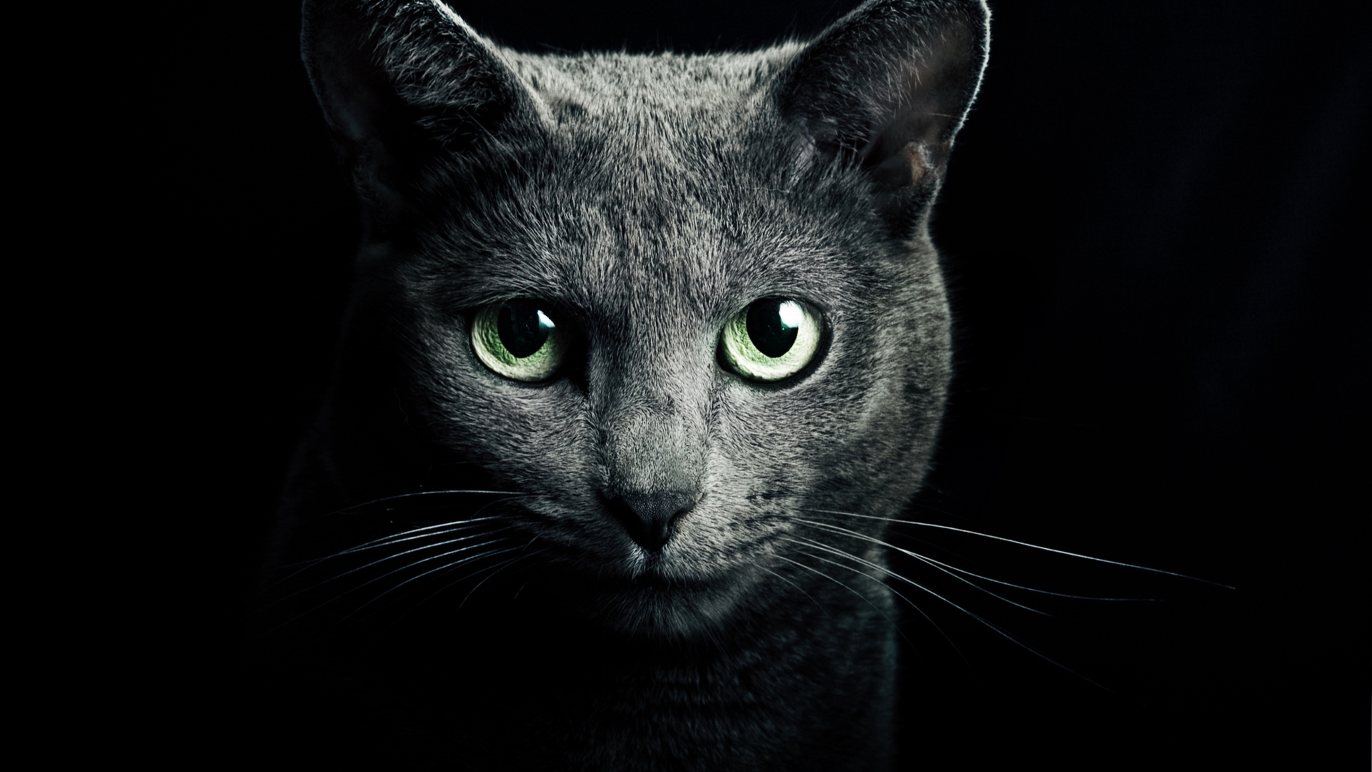 1920x1080 Resolution cat, black, breed 1080P Laptop Full HD Wallpaper - Wallpapers Den