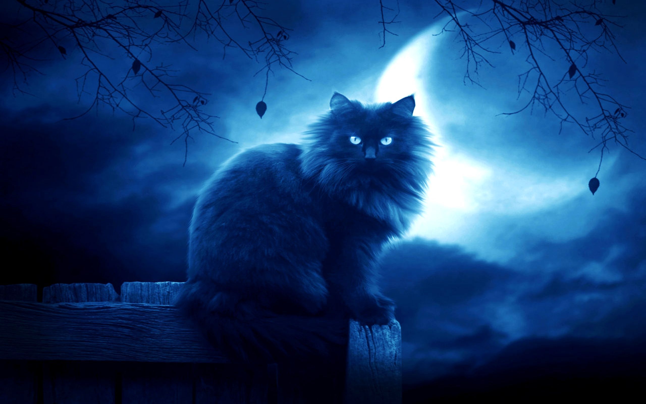cat, black, moon Wallpaper, HD Fantasy 4K Wallpapers, Images and