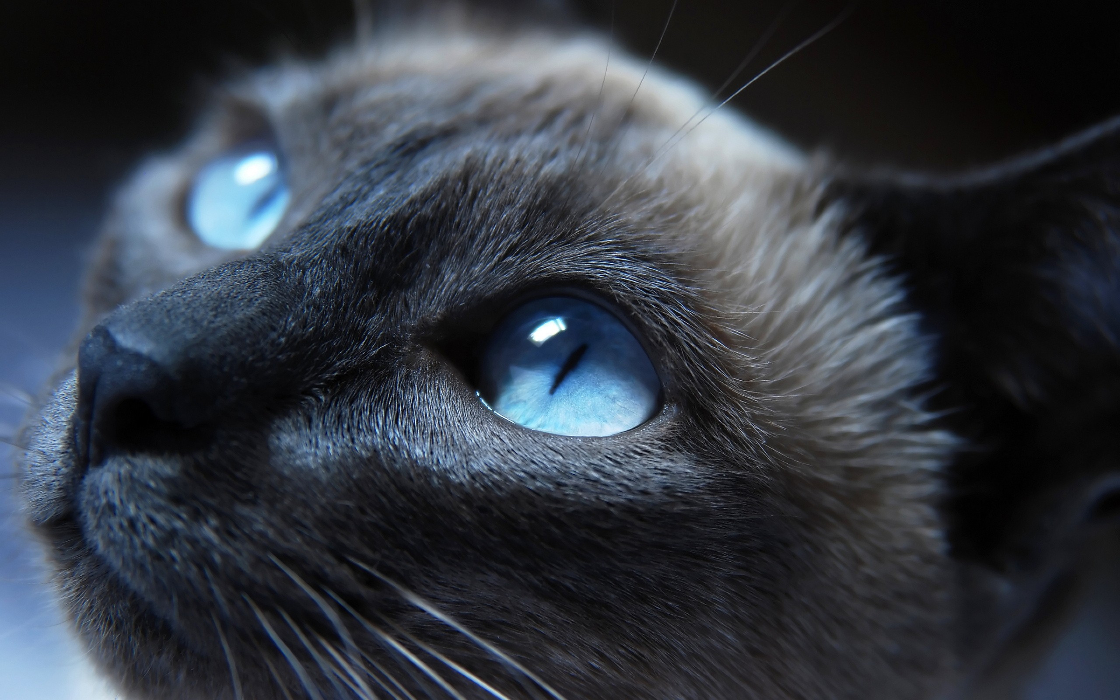 Обои глазки. Охос азулес черный. Глаза кошки. Кошка с голубыми глазами. Кошка с красивыми глазами.