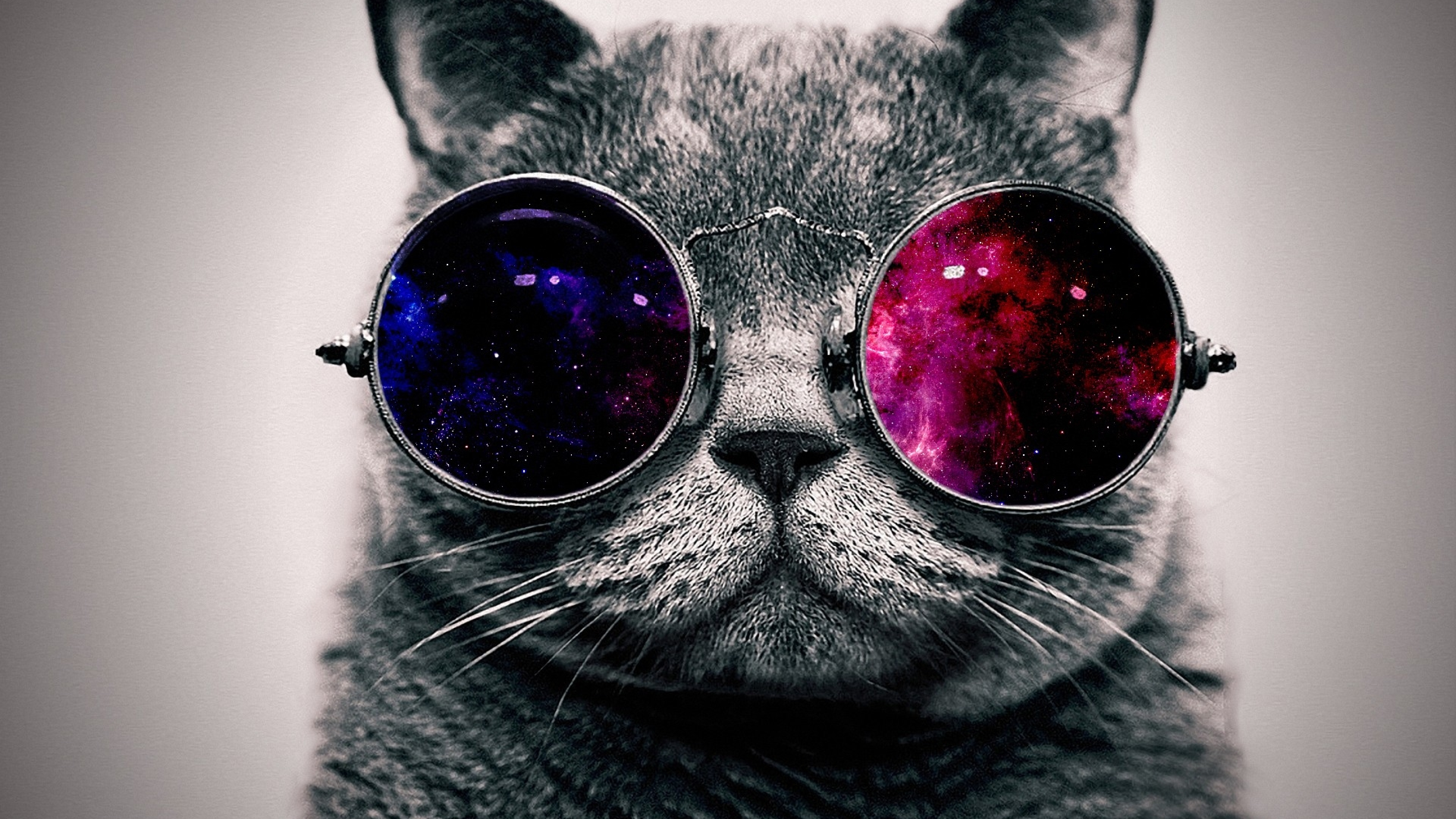 7680x4320 cat, face, glasses 8K Wallpaper, HD Animals 4K Wallpapers,  Images, Photos and Background - Wallpapers Den