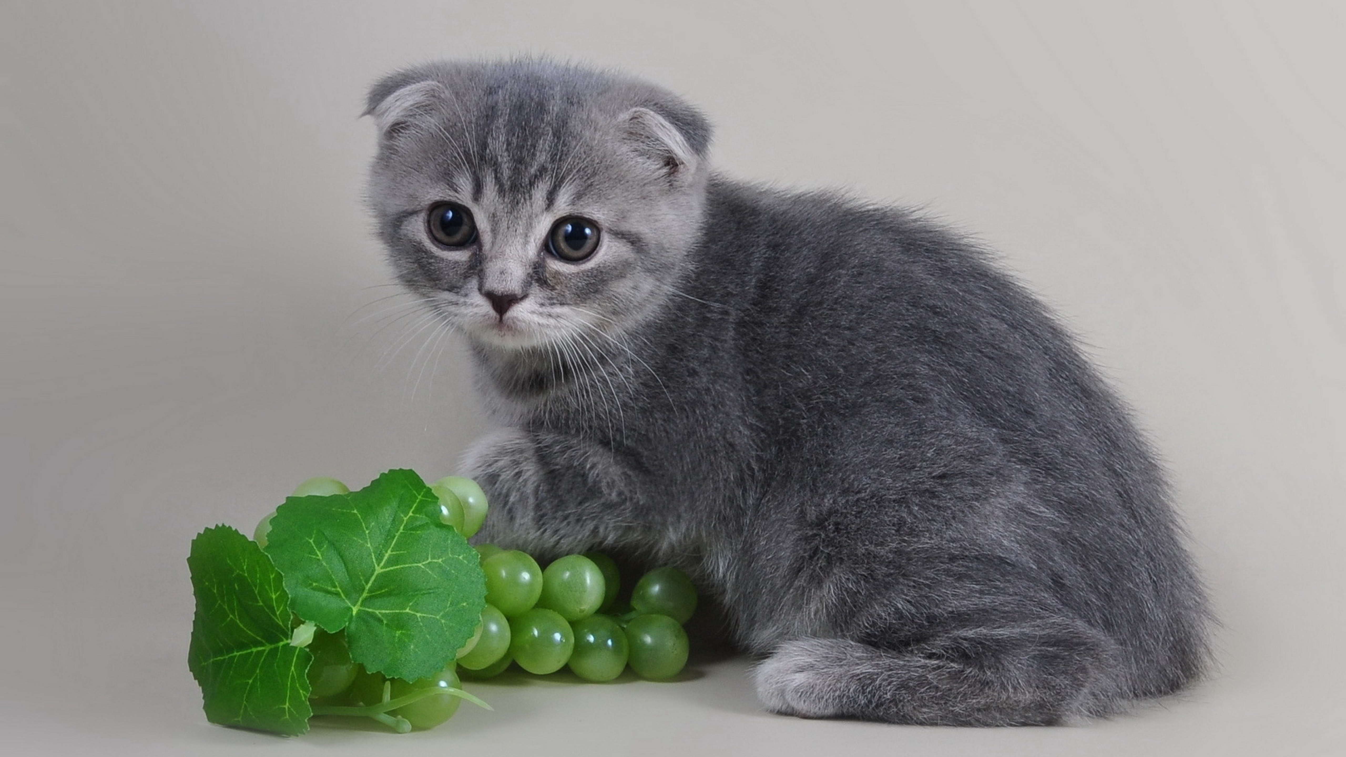 Котенок серый шотландец. Шотландская вислоухая кошка серая. Шотландский вислоухий котенок серый. Британская вислоухая кошка серая. Вислоухий британец котенок серый.