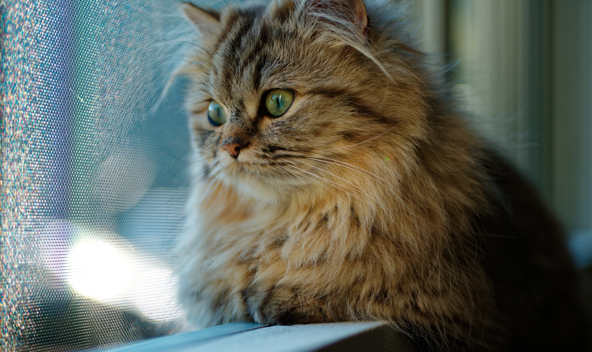 2048x1220 Cat Looking Through Window 2048x1220 Resolution Wallpaper, HD ...