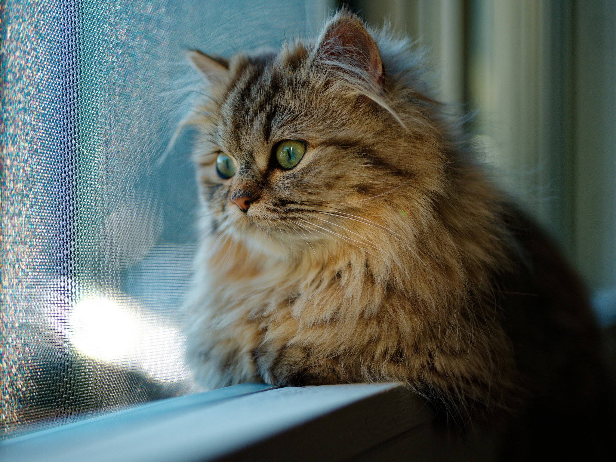 Cat Looking Through Window Wallpaper, HD Animals 4K Wallpapers, Images,  Photos and Background - Wallpapers Den