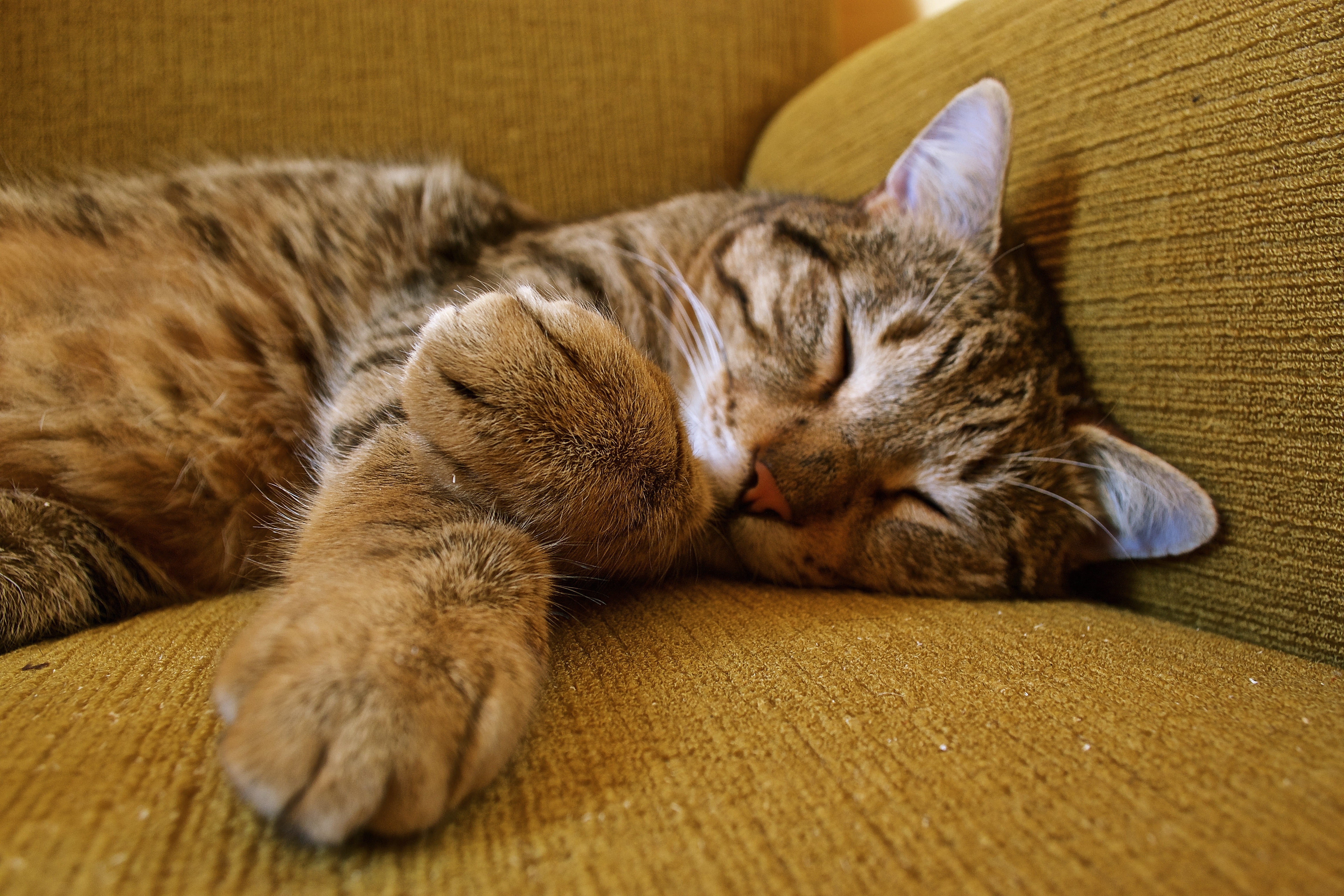 cat, sleeping, tabby Wallpaper, HD Animals 4K Wallpapers, Images