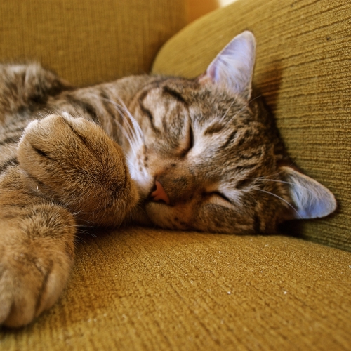 500x500 cat, sleeping, tabby 500x500 Resolution Wallpaper, HD Animals ...