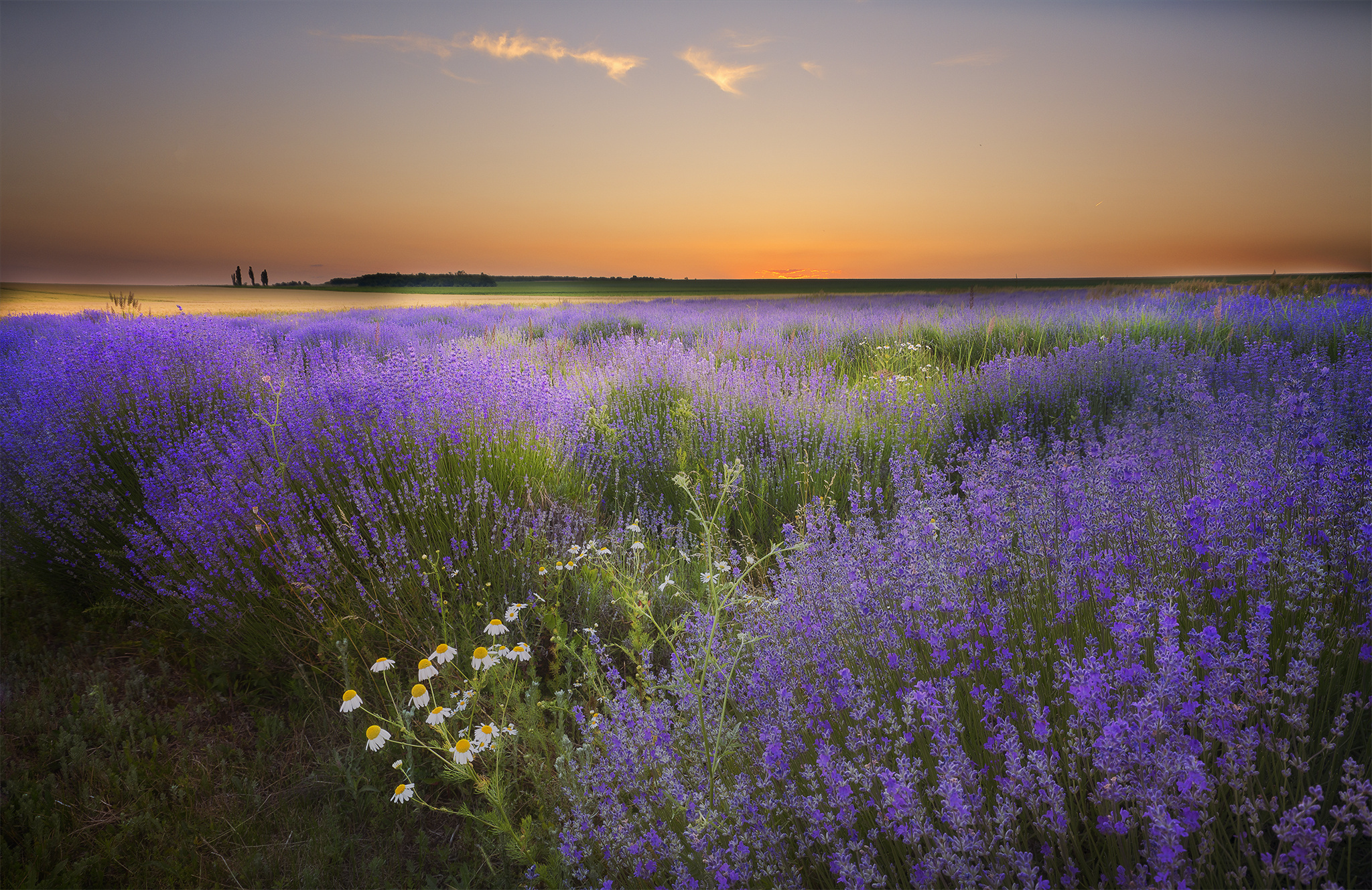  chamomile  lavender field Wallpaper  HD  Nature 4K 