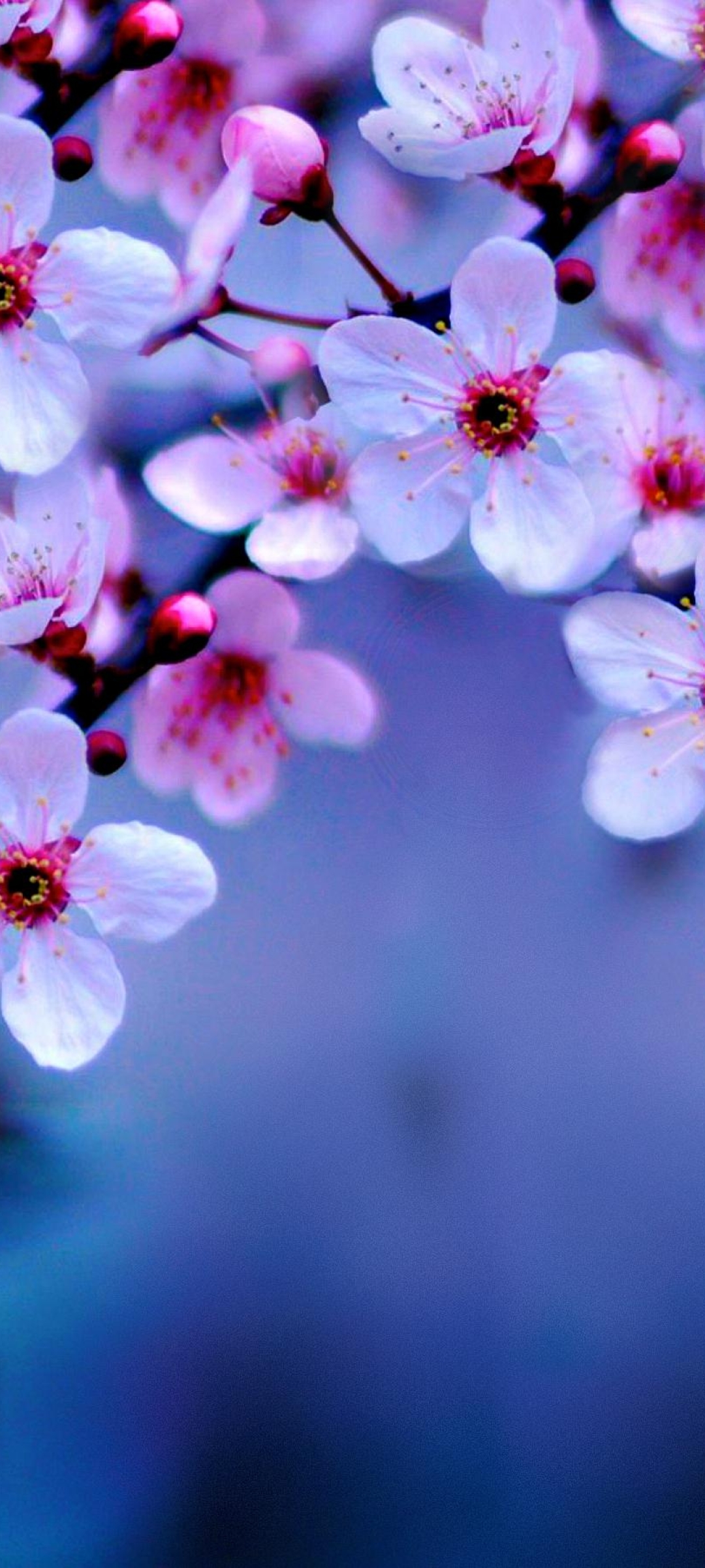 24 Anime Cherry Blossom Wallpapers - Wallpaperboat