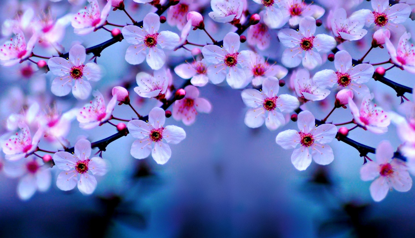 1336x768 Cherry Blossom HD Laptop Wallpaper, HD Flowers 4K Wallpapers,  Images, Photos and Background - Wallpapers Den