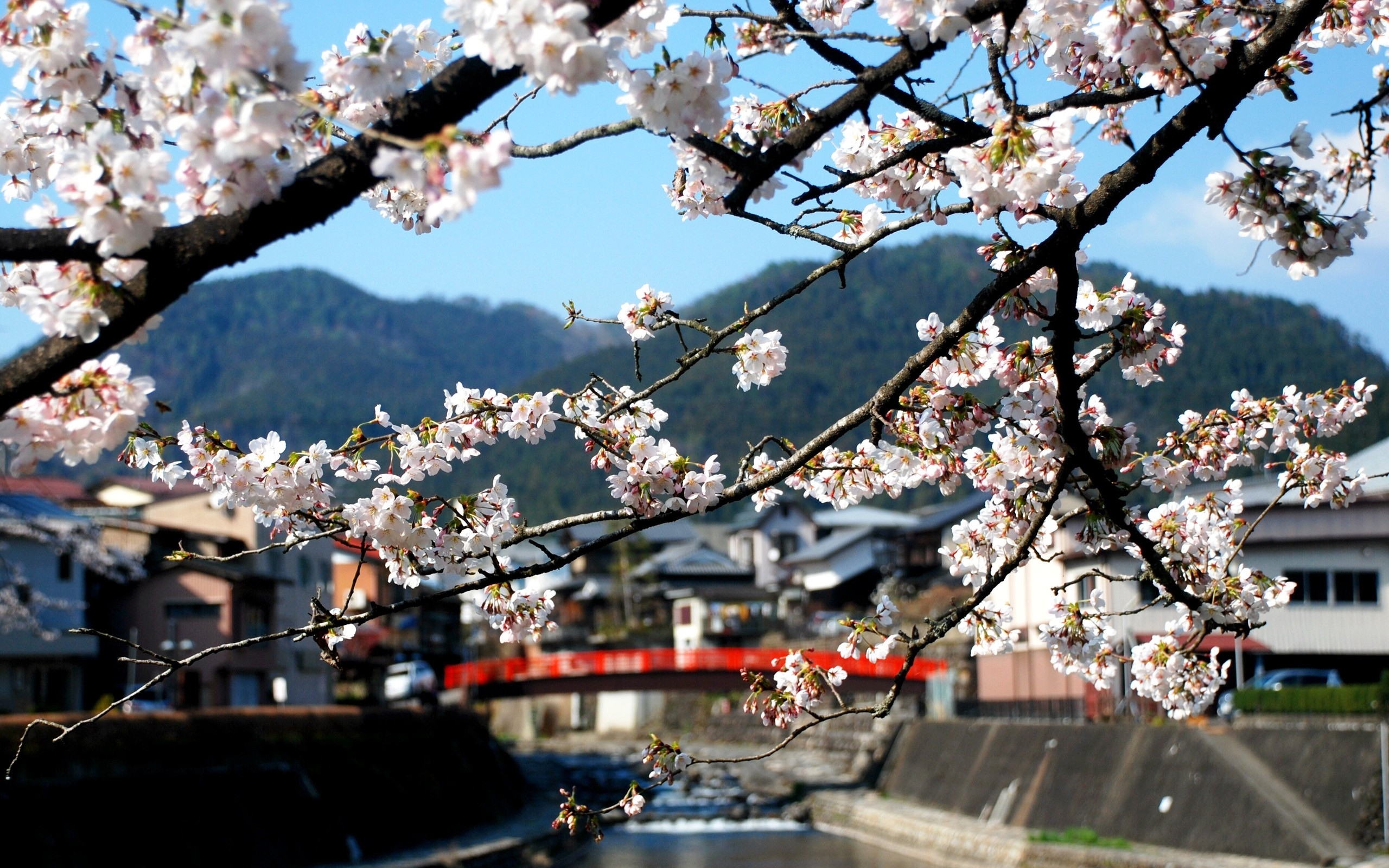 china, flowers, branch Wallpaper, HD Nature 4K Wallpapers, Images