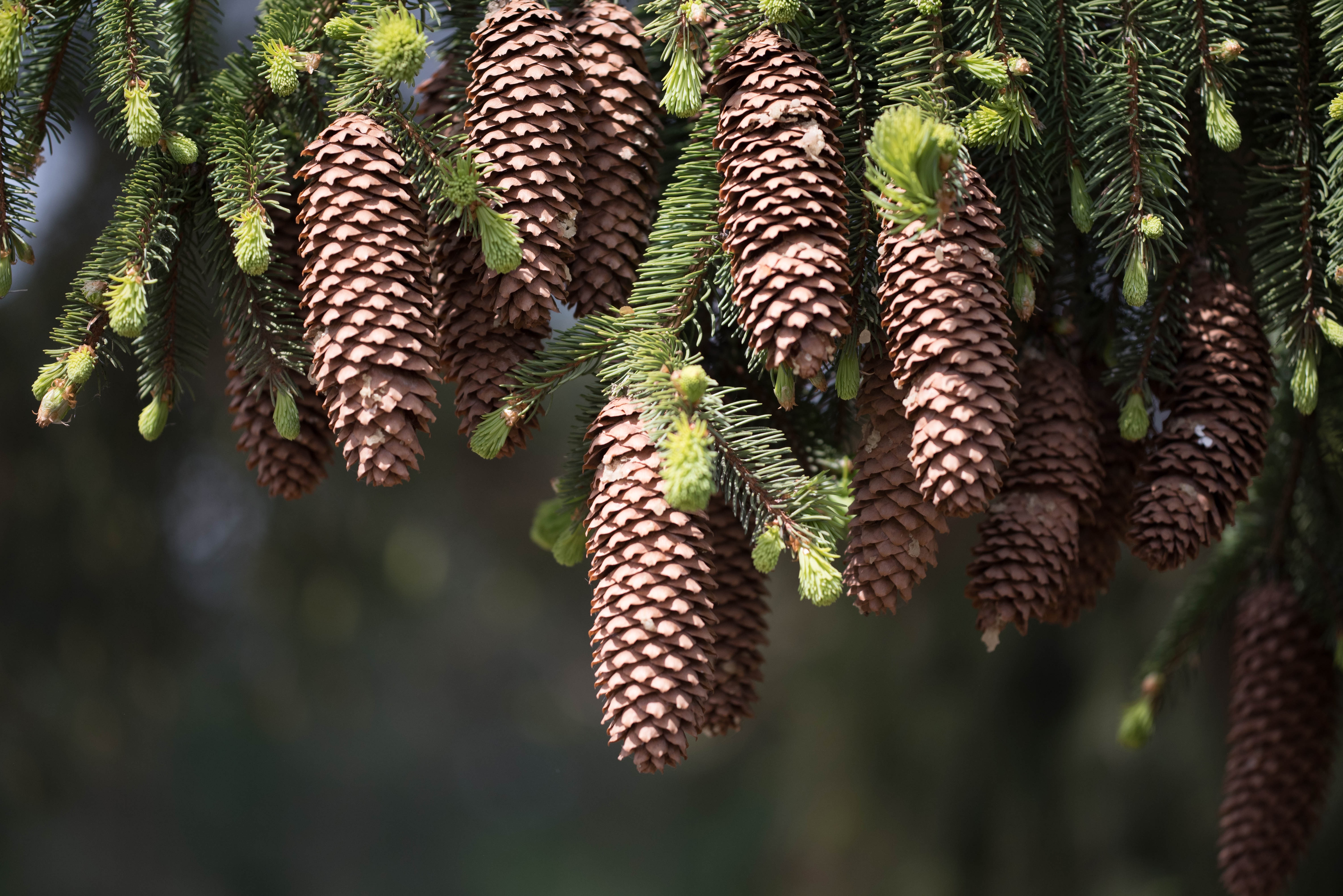 шишки сосна cones pine бесплатно