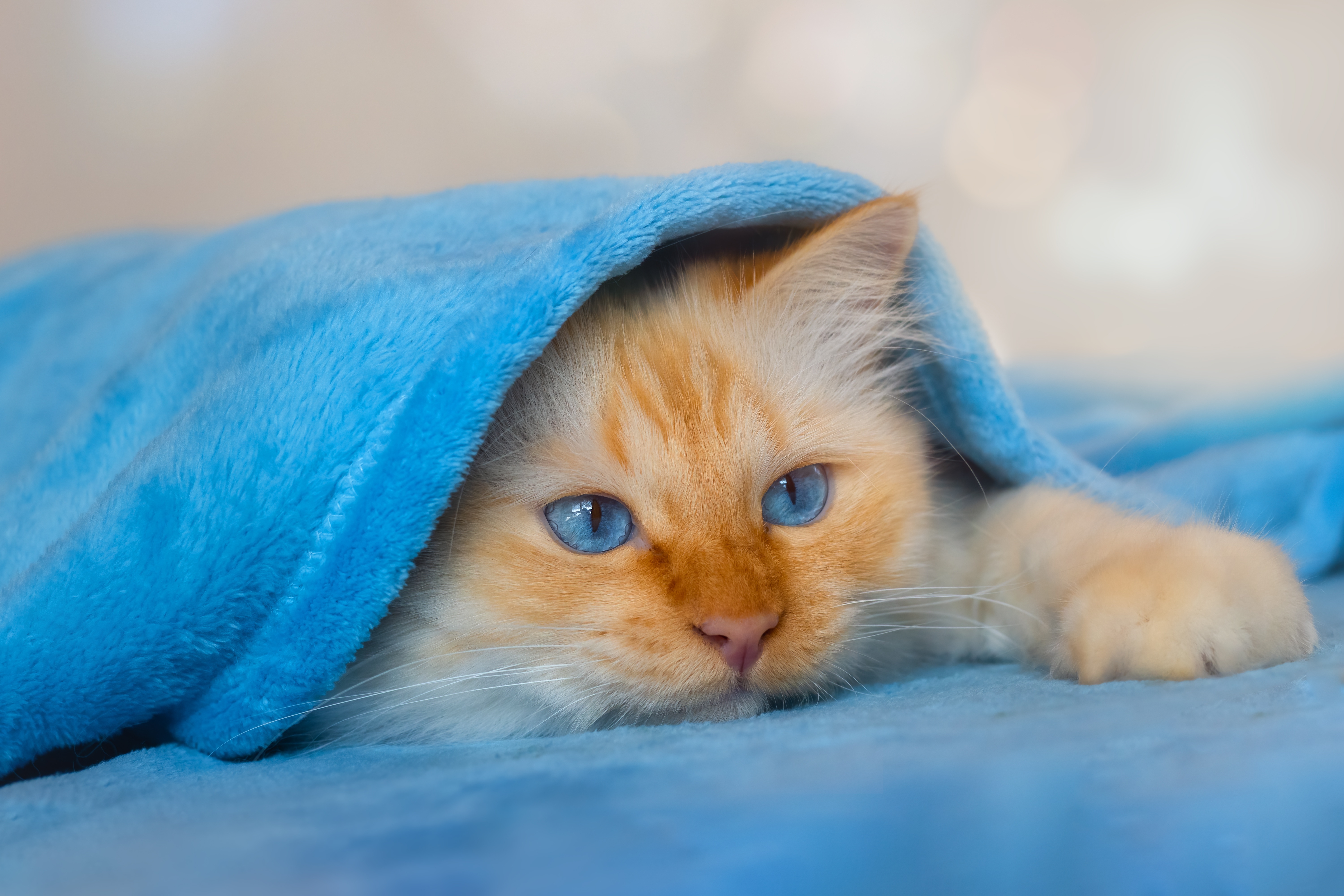 Cute Cat Under Blanket Wallpaper, HD Animals 4K Wallpapers, Images, Photos  and Background - Wallpapers Den