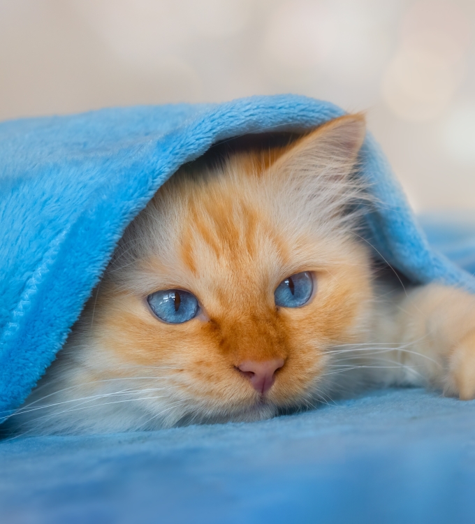 680x750 Cute Cat Under Blanket 680x750 Resolution Wallpaper, HD Animals ...