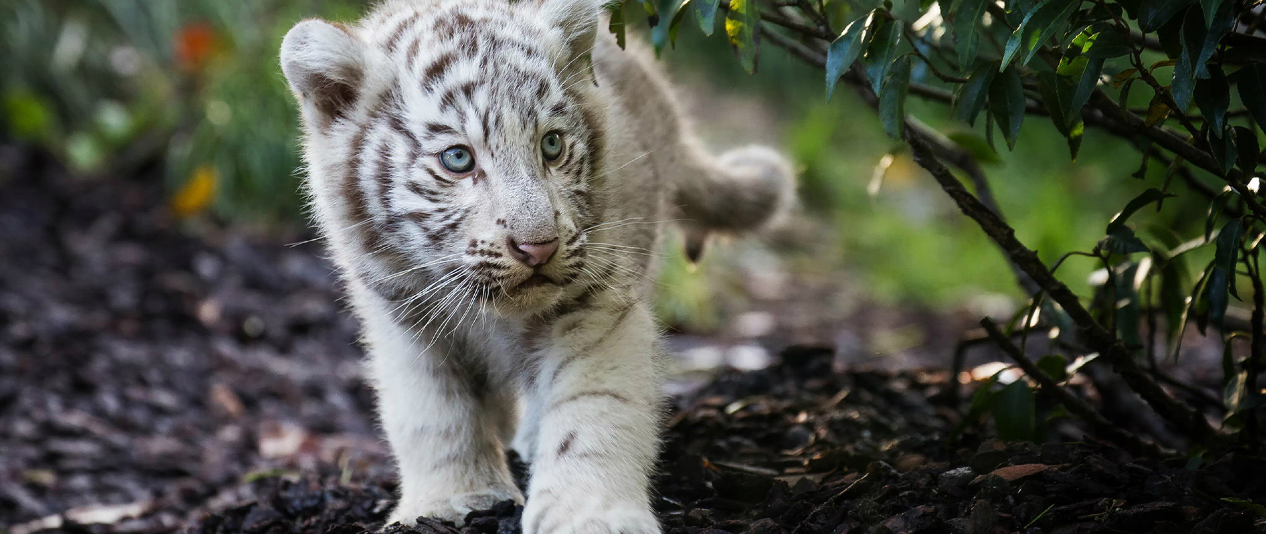 2560x1080 Cute Cub Bengal White Tiger 2560x1080 Resolution Wallpaper Hd Animals 4k Wallpapers Images Photos And Background