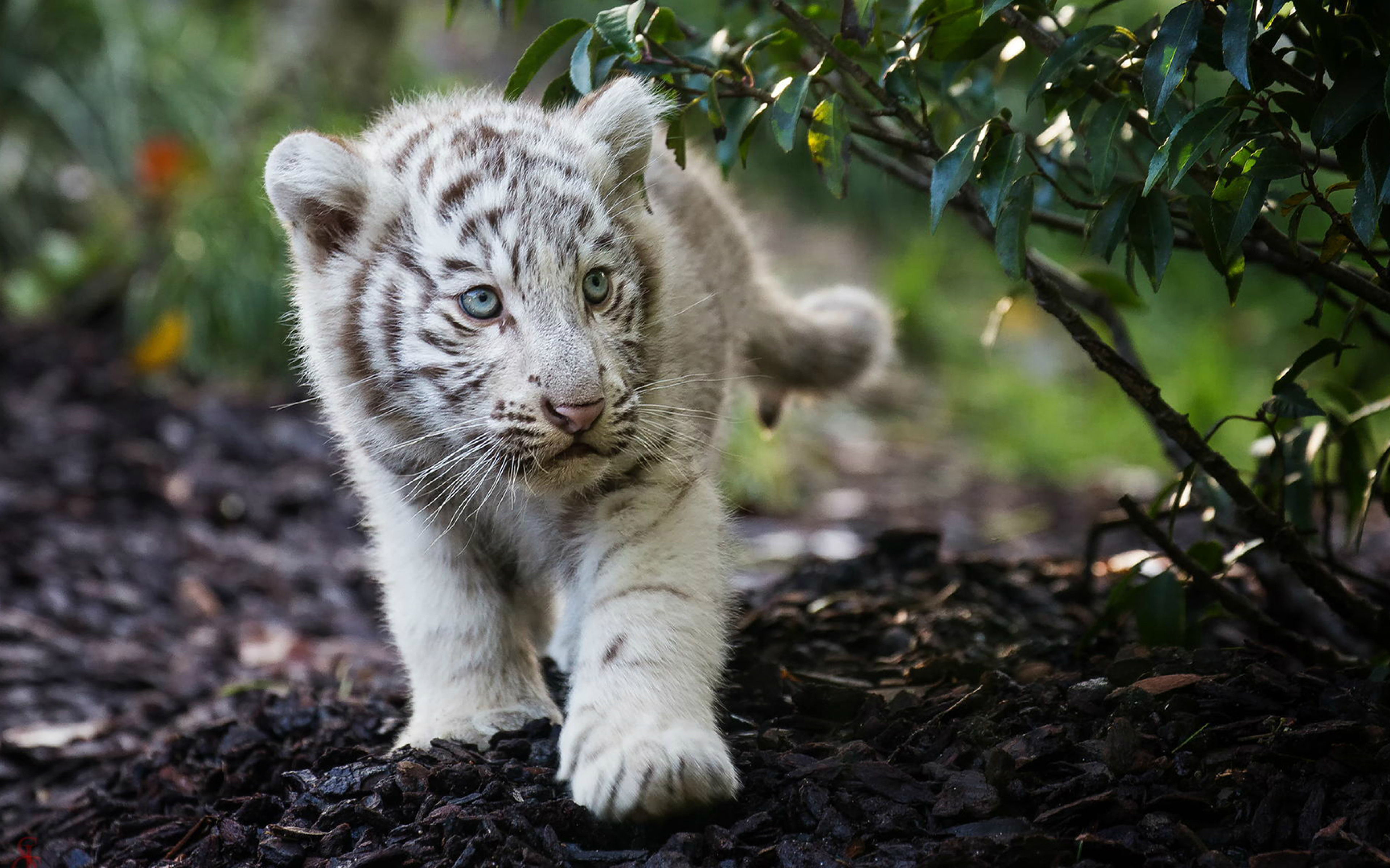 3840x2400 Cute Cub Bengal White Tiger 4k 3840x2400 Resolution