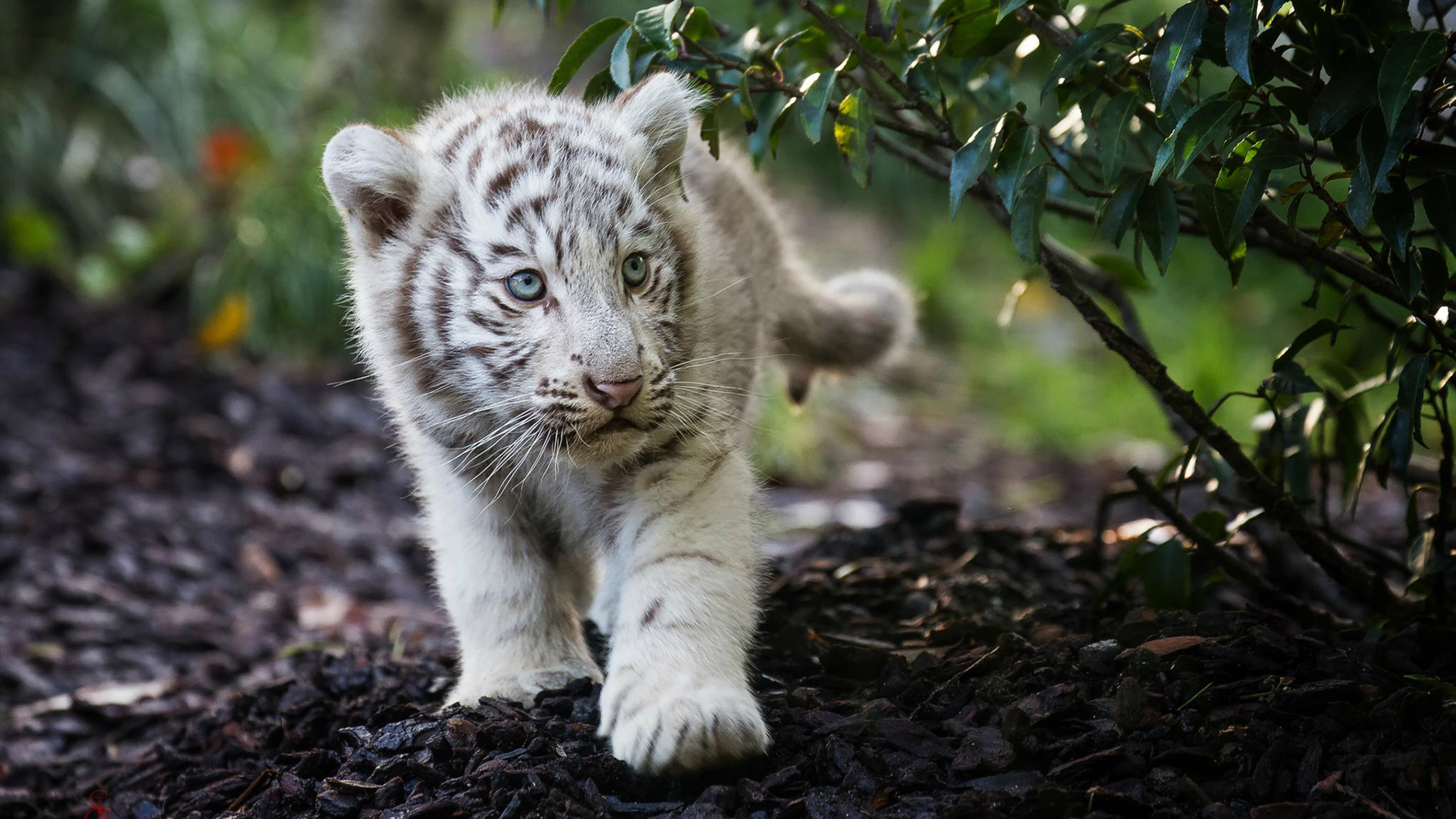 7680x4320 Cute Cub Bengal White Tiger 8K Wallpaper, HD Animals 4K Wallpapers,  Images, Photos and Background - Wallpapers Den