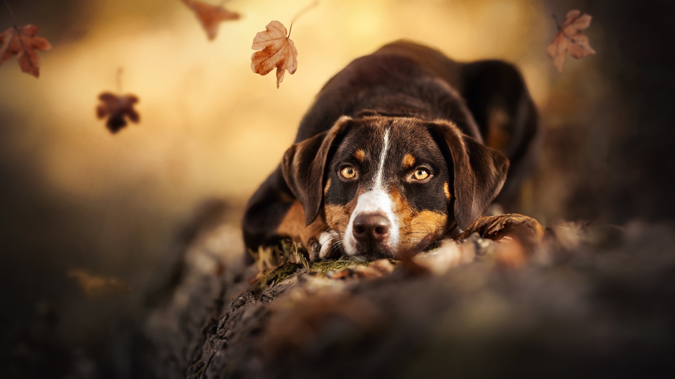 1366x768 Cute Dog 4k 1366x768 Resolution Wallpaper, HD Animals 4K  Wallpapers, Images, Photos and Background - Wallpapers Den