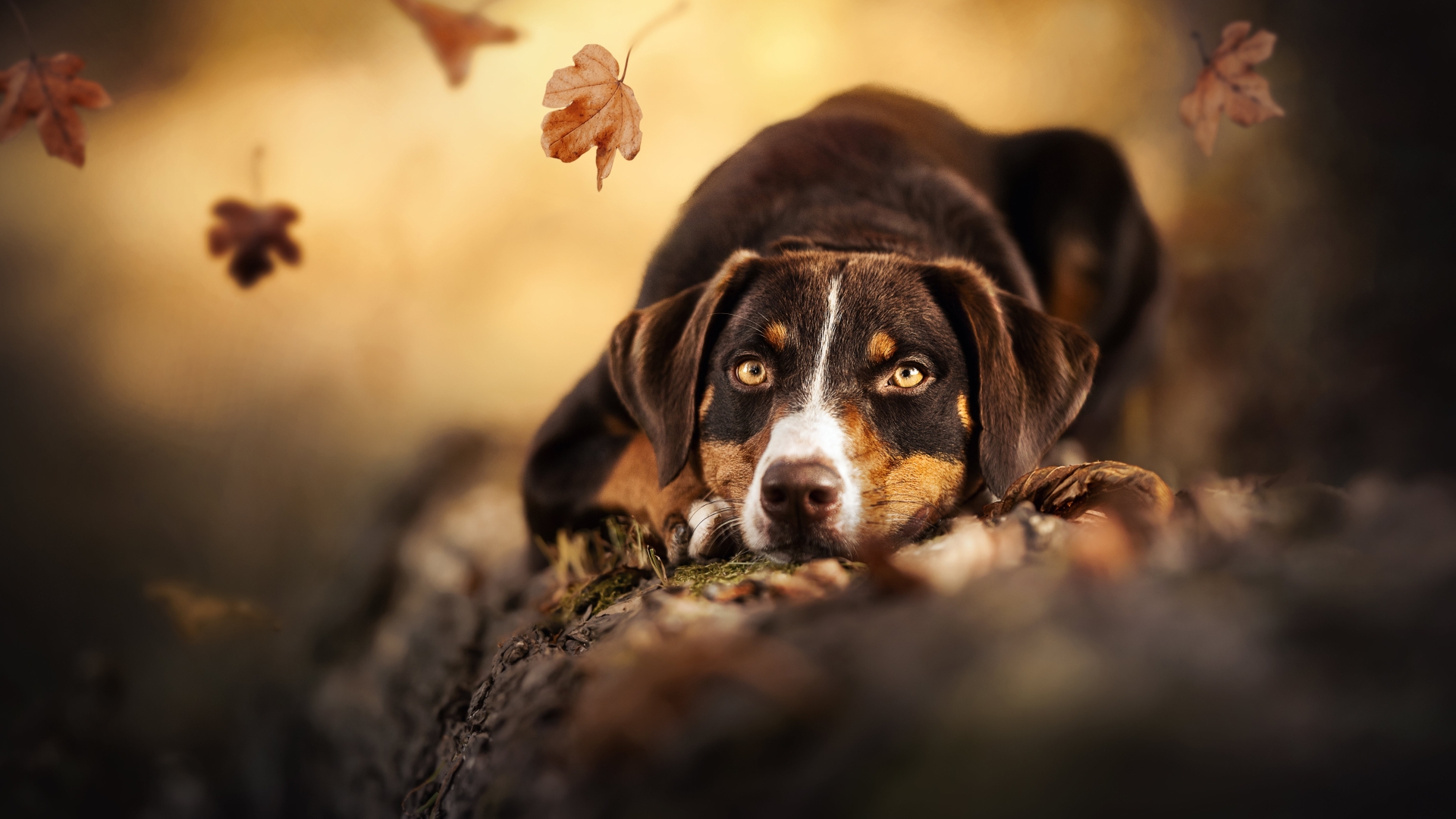 1920x1080 Cute Dog 4k 1080P Laptop Full HD Wallpaper, HD Animals 4K  Wallpapers, Images, Photos and Background - Wallpapers Den