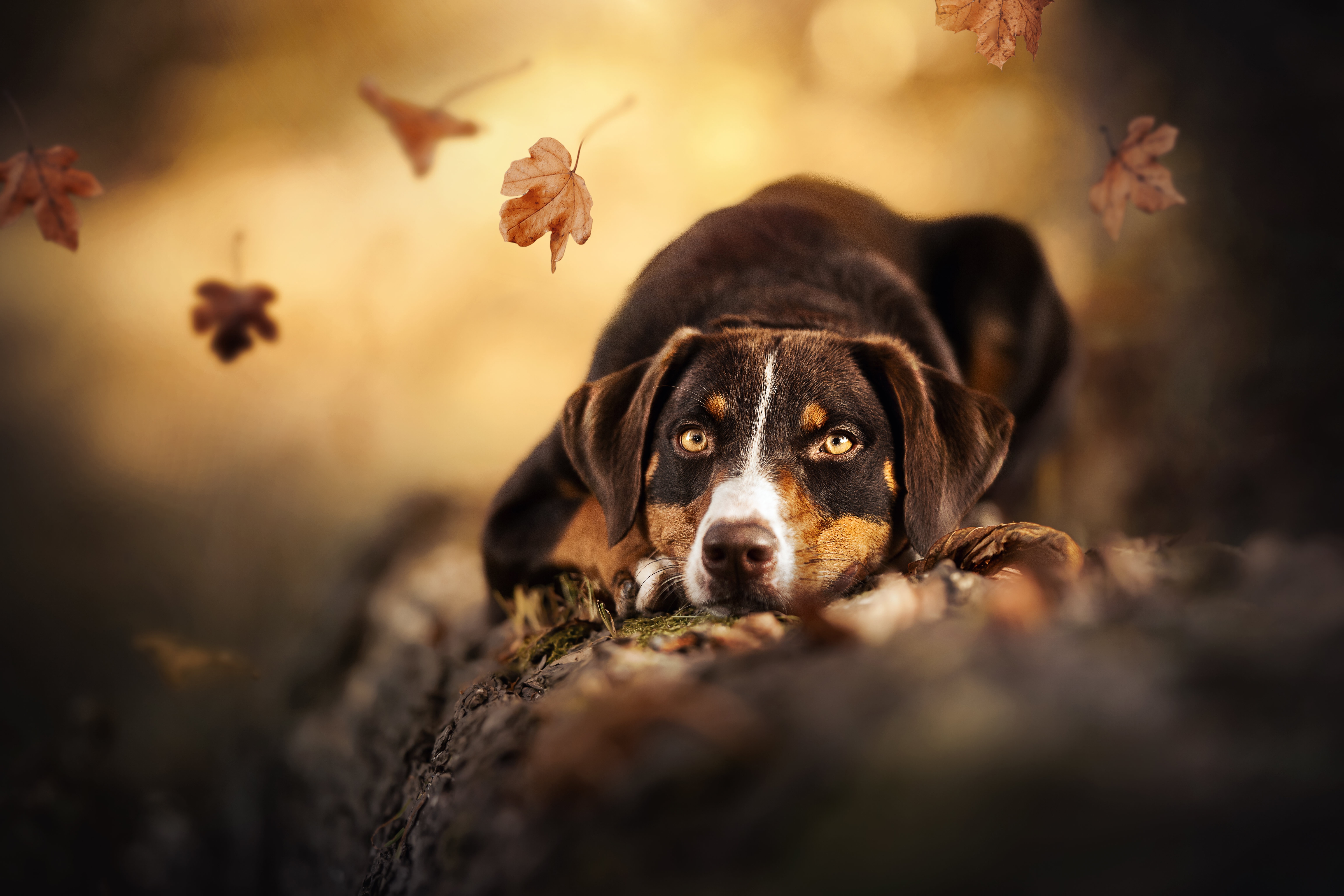 Cute Dog 4k Wallpaper, HD Animals 4K Wallpapers, Images, Photos and  Background - Wallpapers Den