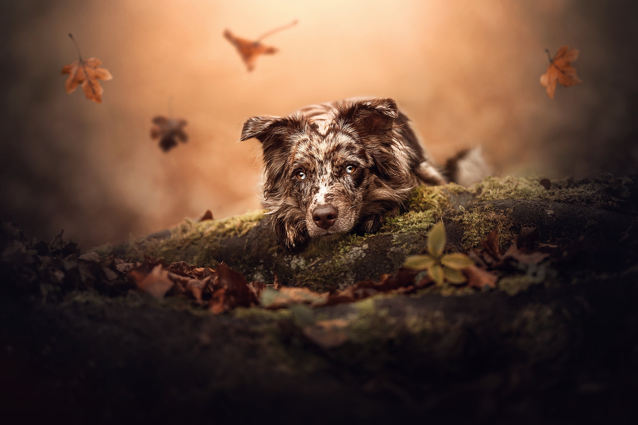 Dogs HD Wallpapers | 4K Backgrounds - Wallpapers Den