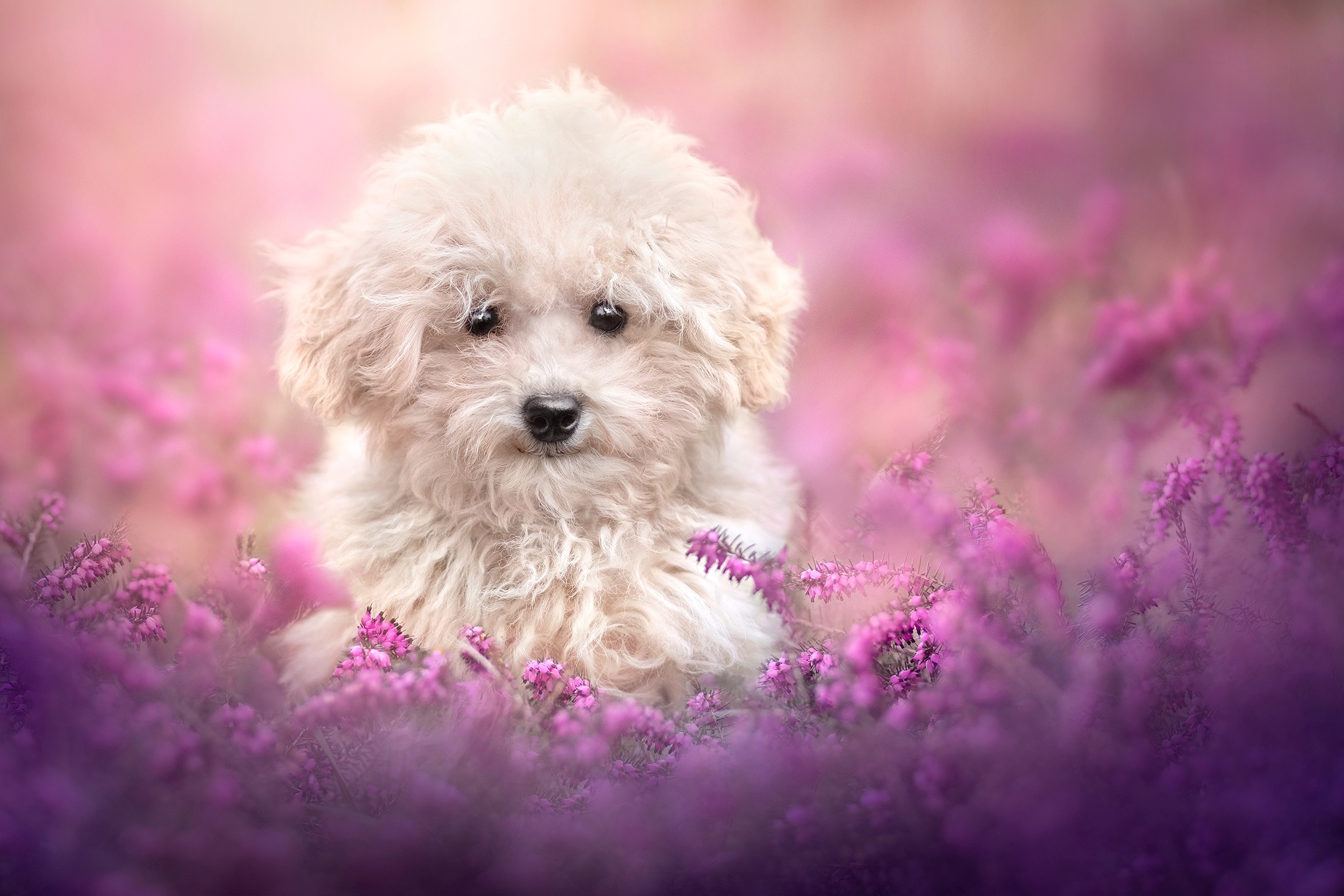Cute Baby Animals Wallpapers (61+ images)