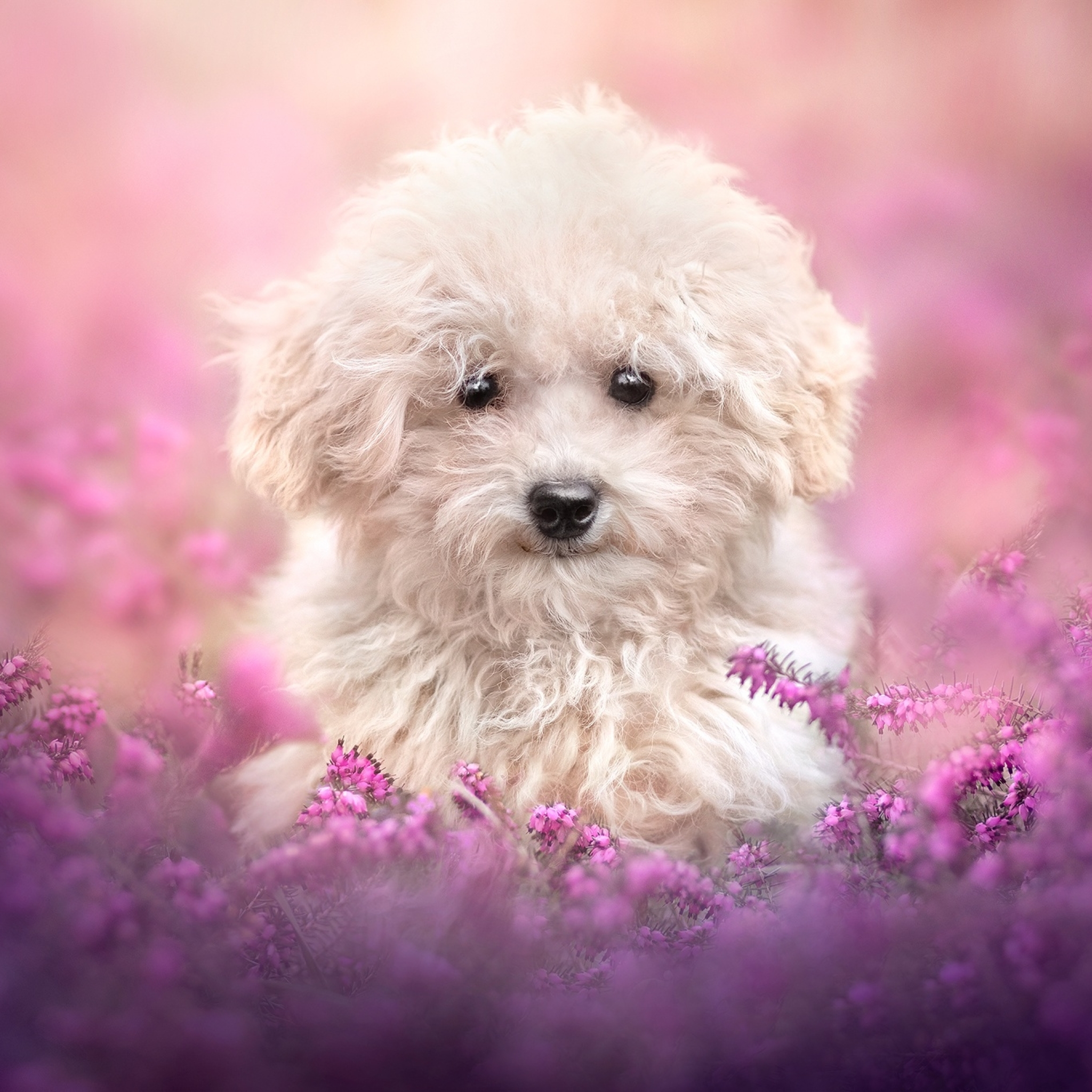 basicwasp382 3D Rendering cute dog isolated on colorful background  suitable for use as icon avatar