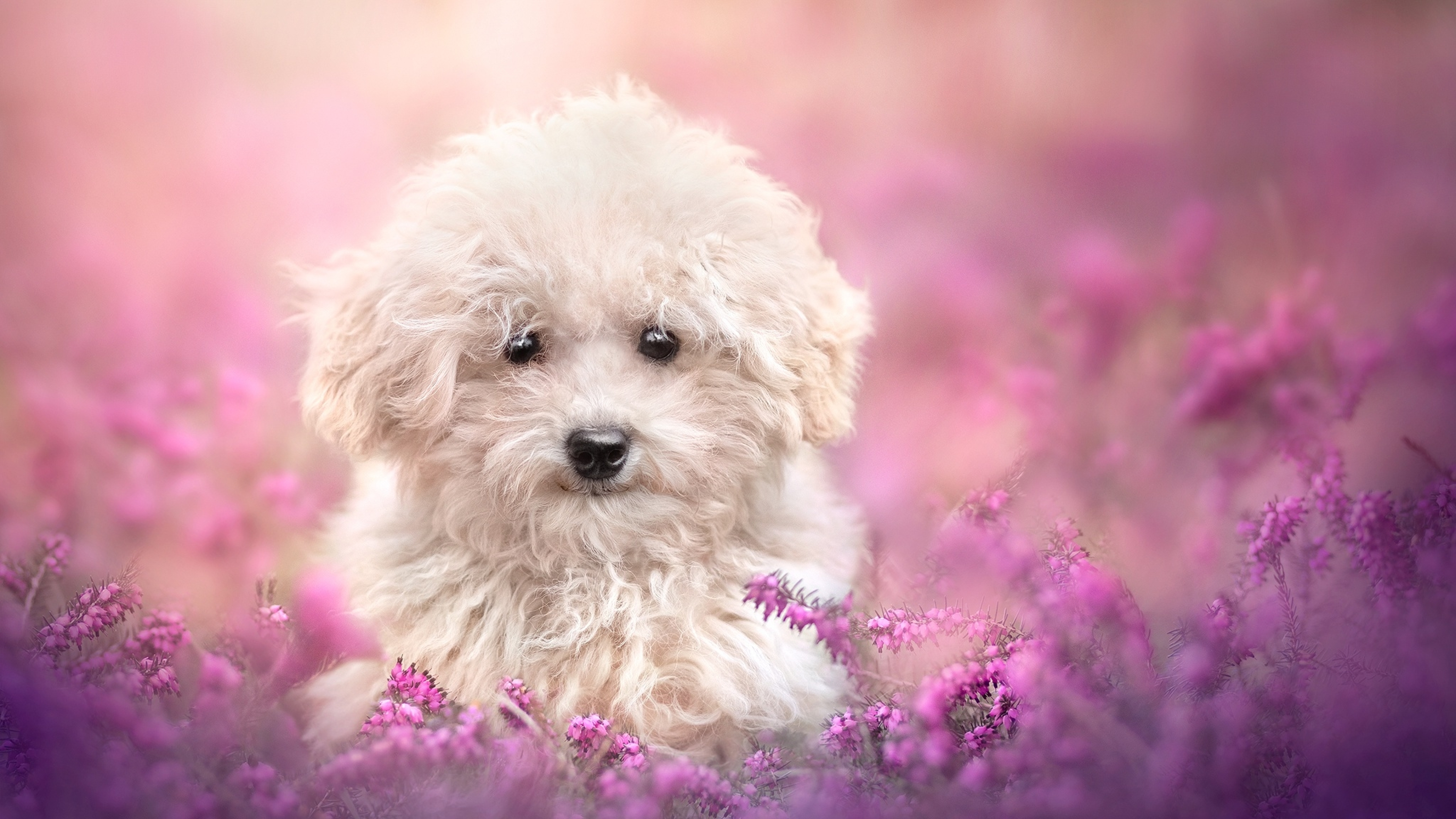 3840x2160 Cute Dog 4K Wallpaper, HD Animals 4K Wallpapers, Images, Photos  and Background - Wallpapers Den