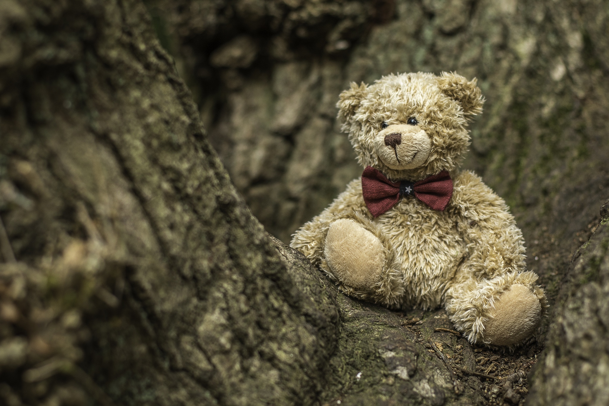 Cute Teddy Bear Wallpaper, HD Other 4K Wallpapers, Images ...