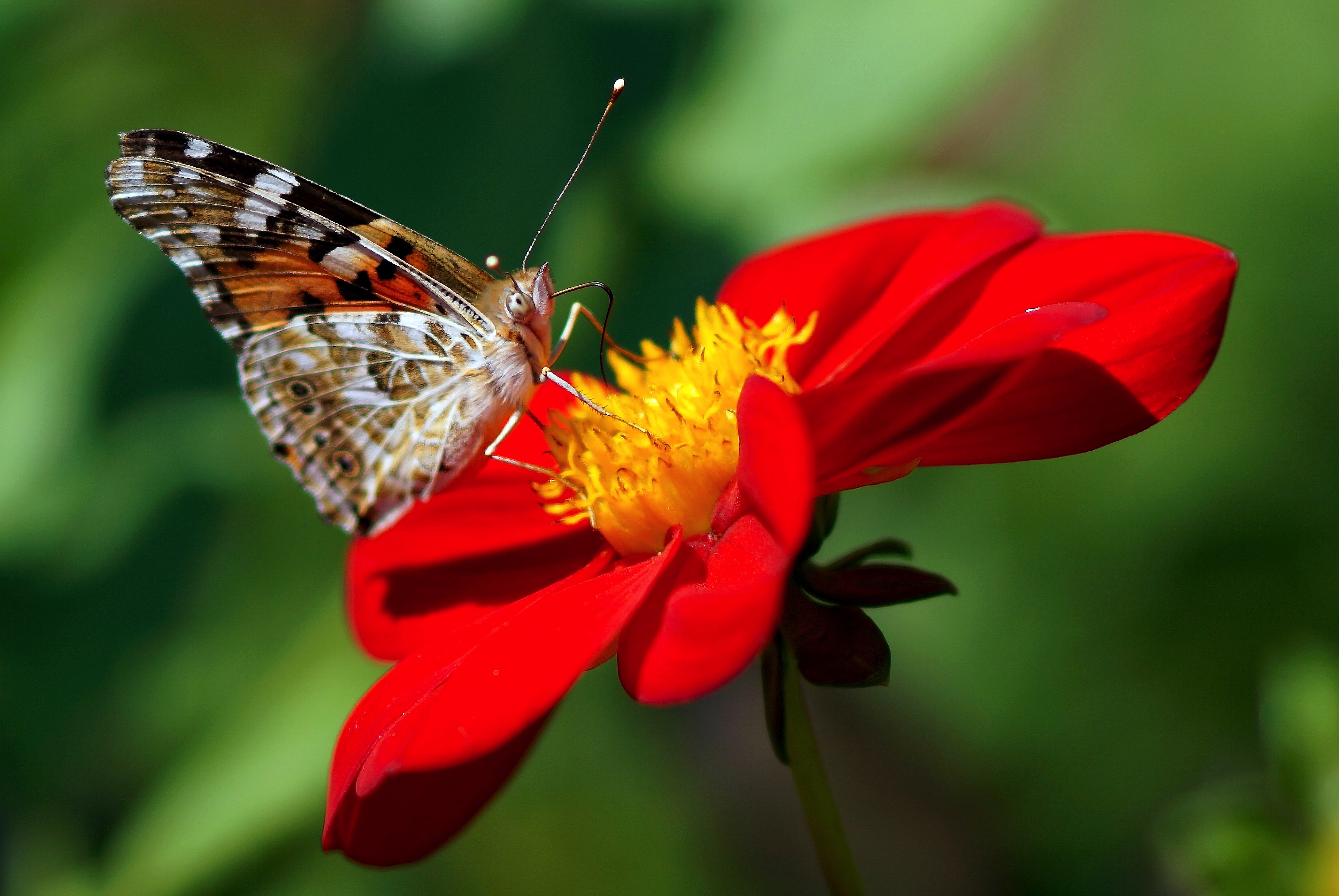 dahlia, butterfly, flower Wallpaper, HD Macro 4K ...
