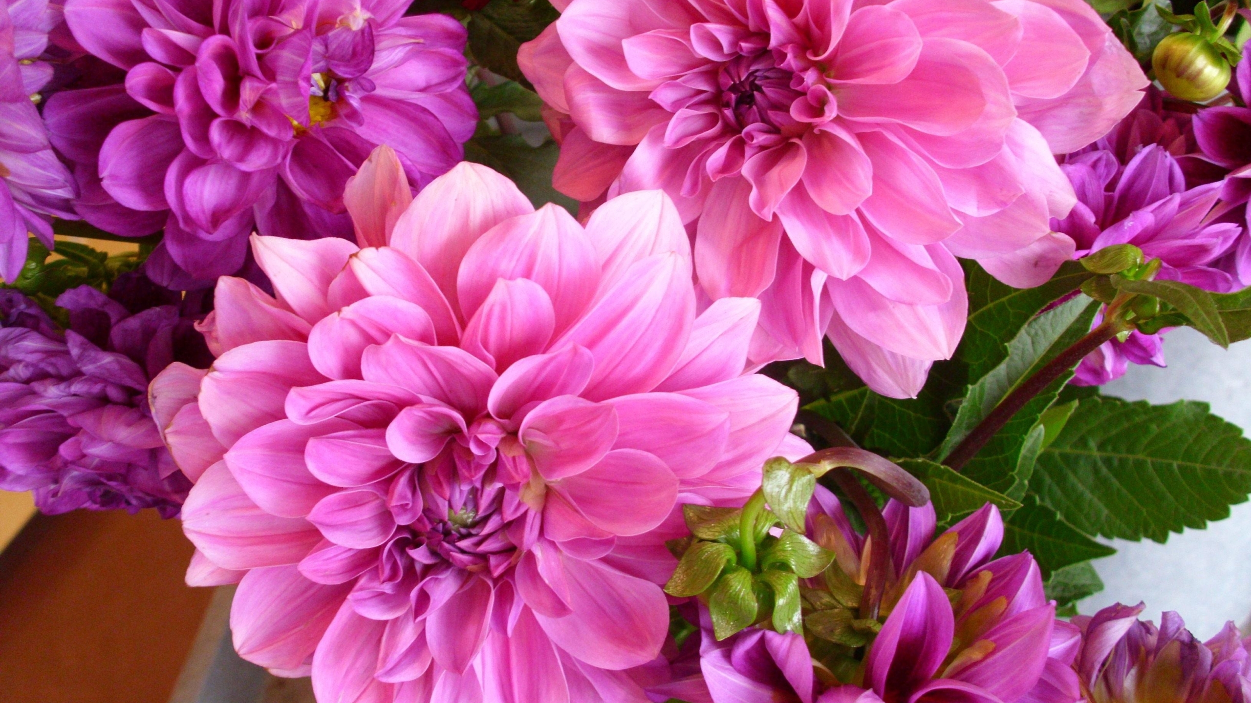 2560x1440 dahlias, flowers, bright 1440P Resolution Wallpaper, HD