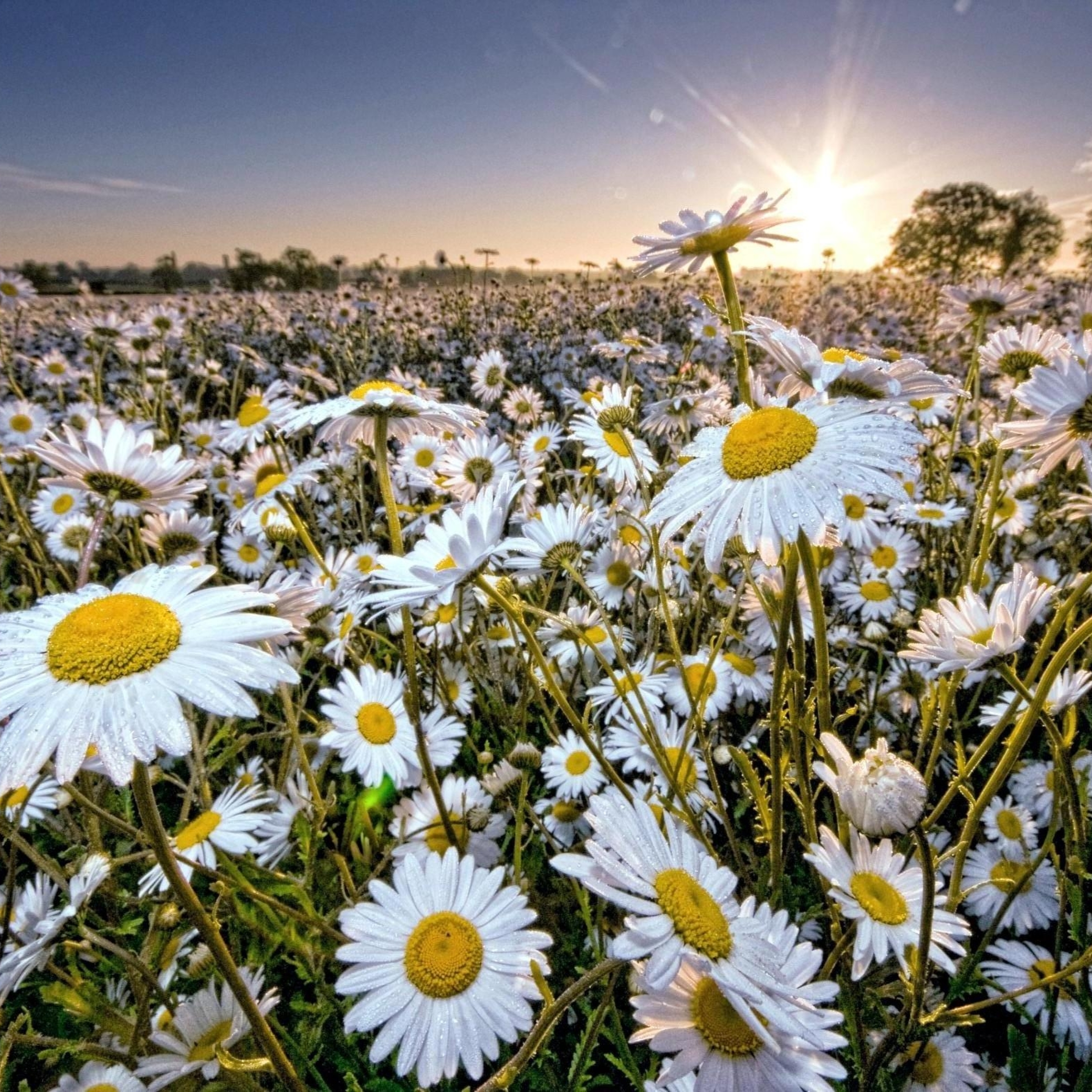 Белые ромашки поле цветов. Ромашки. Ромашковое поле. Летние цветы. Солнечные ромашки.