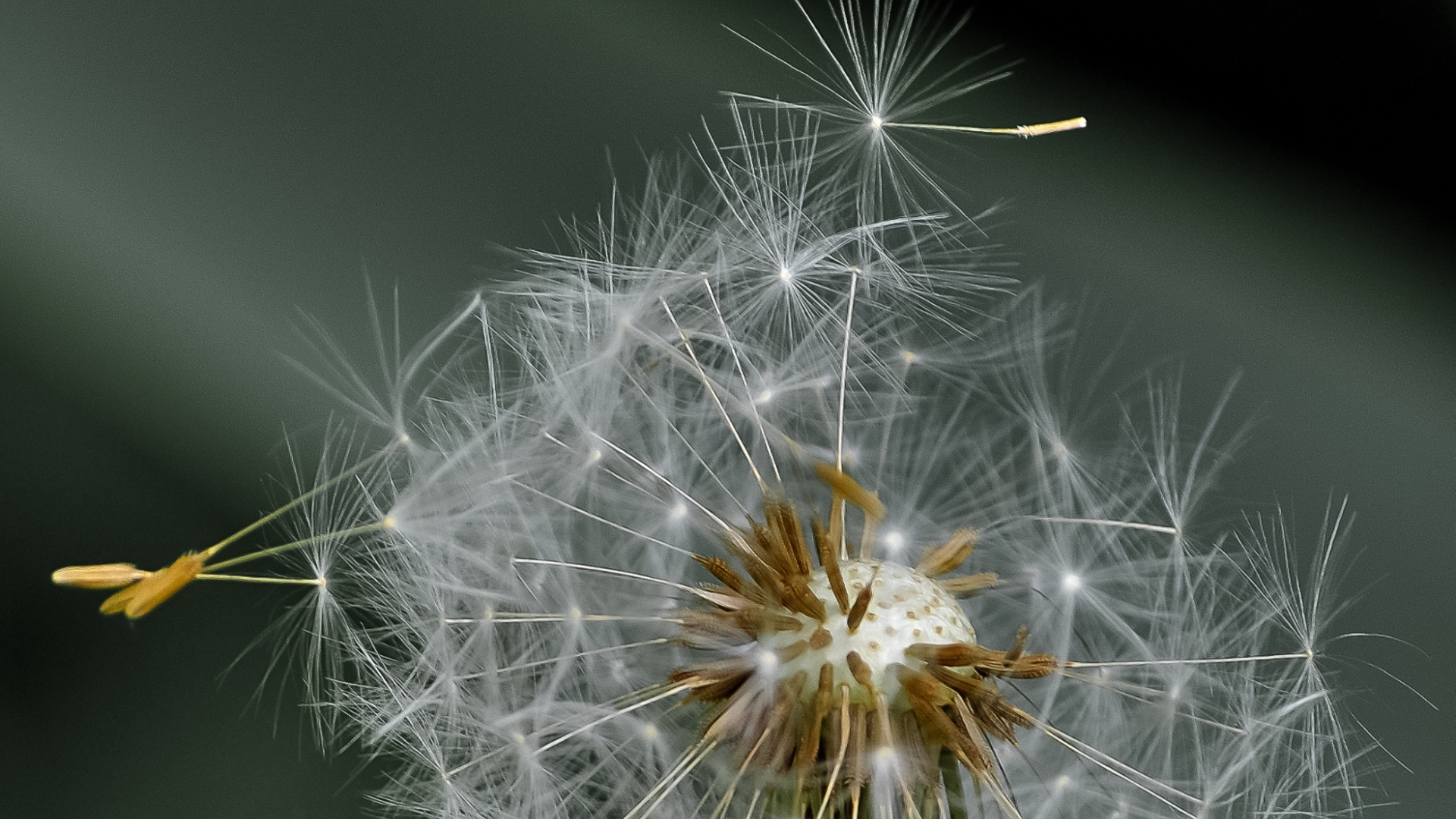 1920x1080 dandelion, fluff, flower 1080P Laptop Full HD Wallpaper, HD Macro  4K Wallpapers, Images, Photos and Background - Wallpapers Den