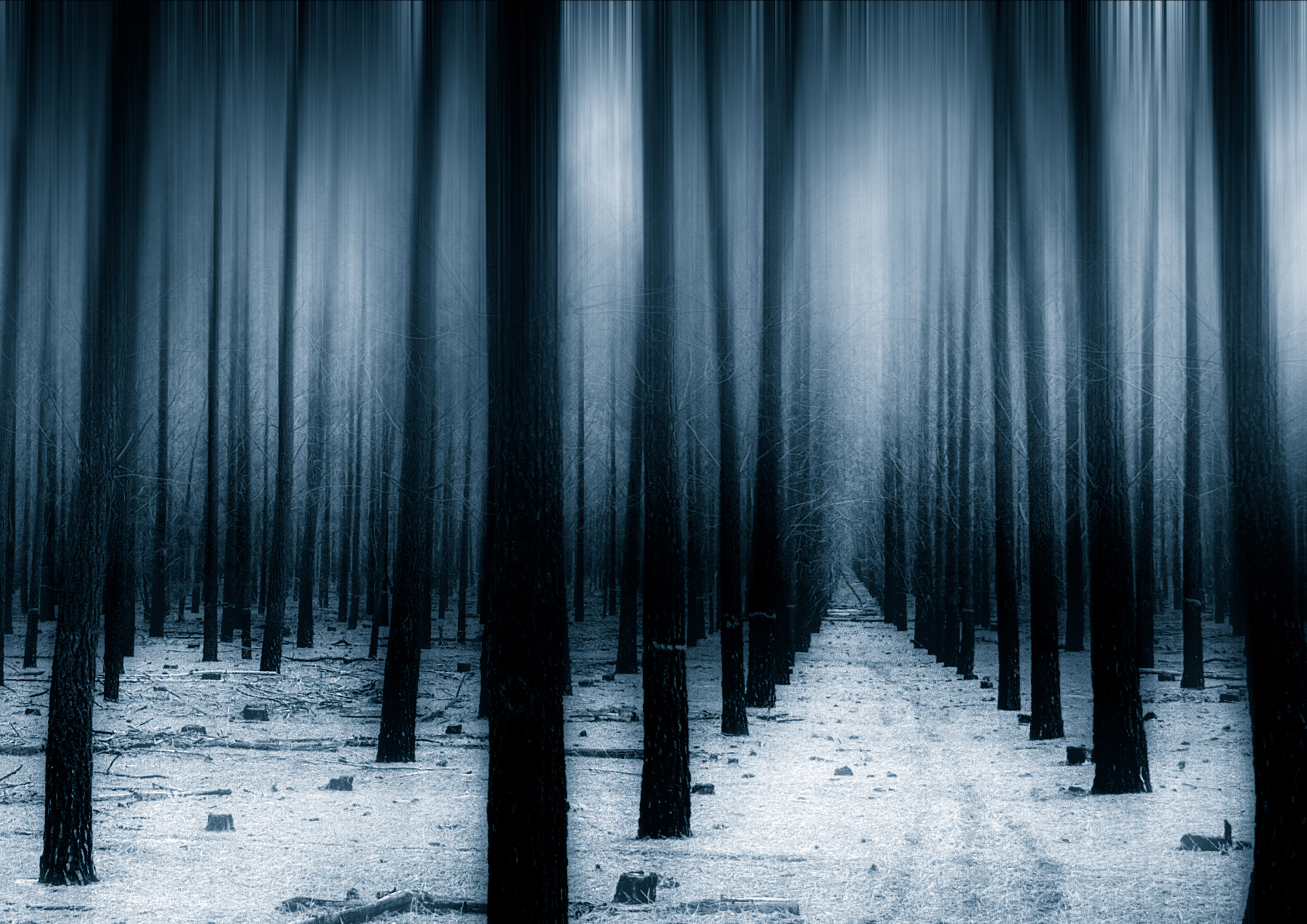 Dark Forest Woods Snow Winter Wallpaper, HD Nature 4K Wallpapers, Images,  Photos and Background - Wallpapers Den