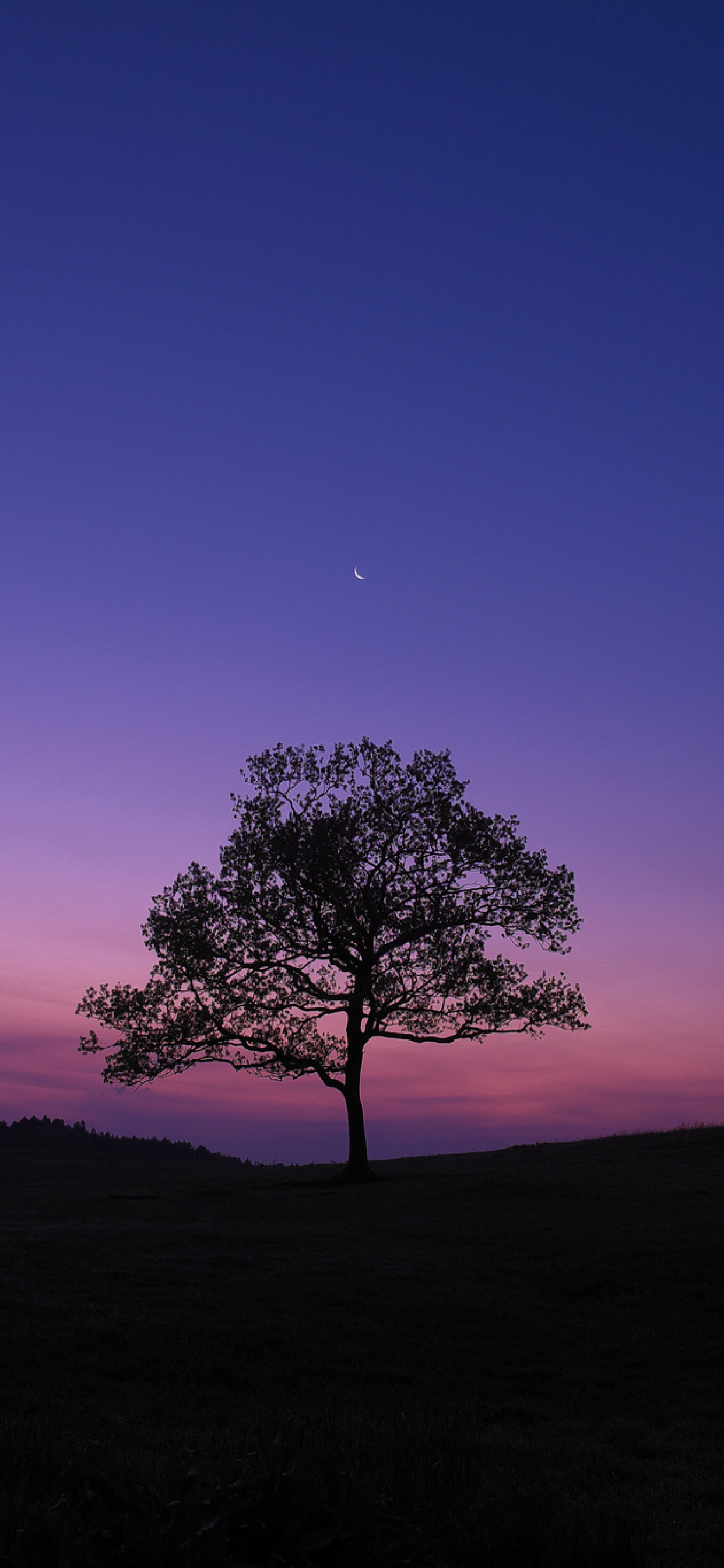 1242x2688 Dark Sky Tree Purple Sky Nature Iphone Xs Max Wallpaper