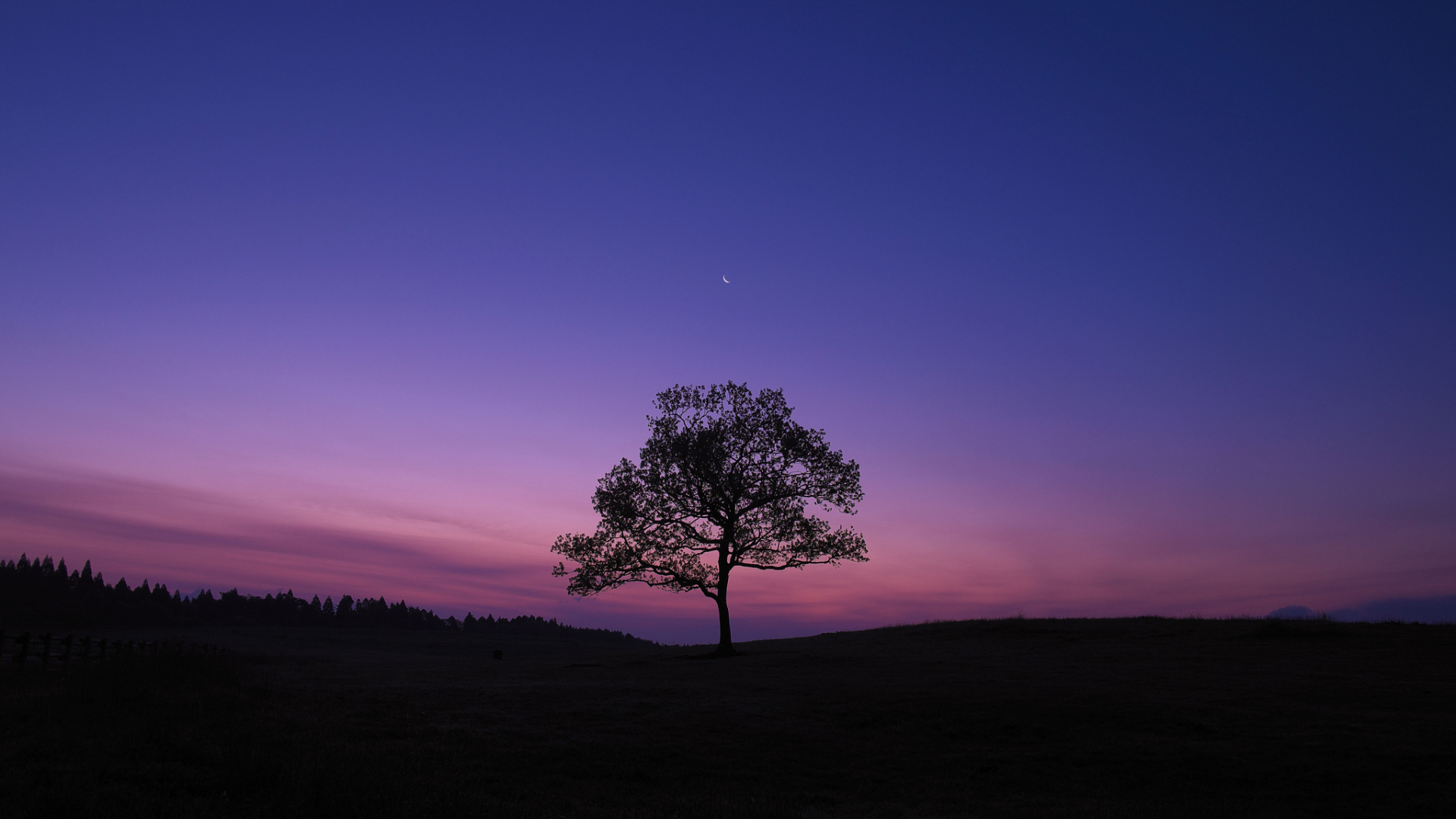 1920x1080 Dark Sky Tree Purple Sky Nature 1080P Laptop Full HD Wallpaper,  HD Nature 4K Wallpapers, Images, Photos and Background - Wallpapers Den