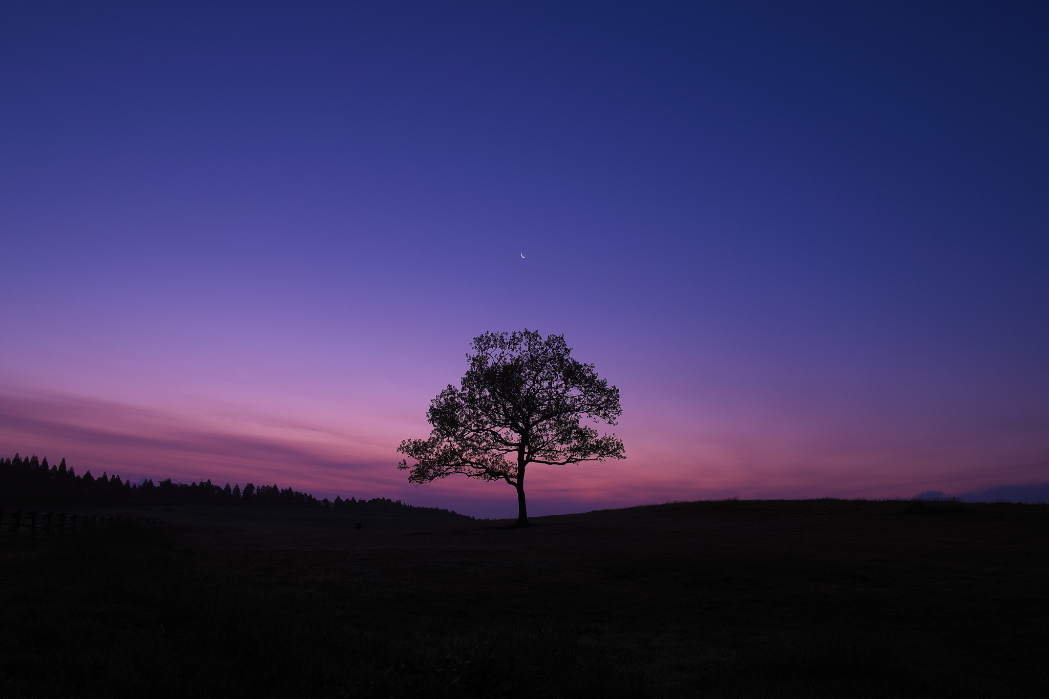 1242x2688 Dark Sky Tree Purple Sky Nature Iphone XS MAX Wallpaper, HD  Nature 4K Wallpapers, Images, Photos and Background - Wallpapers Den