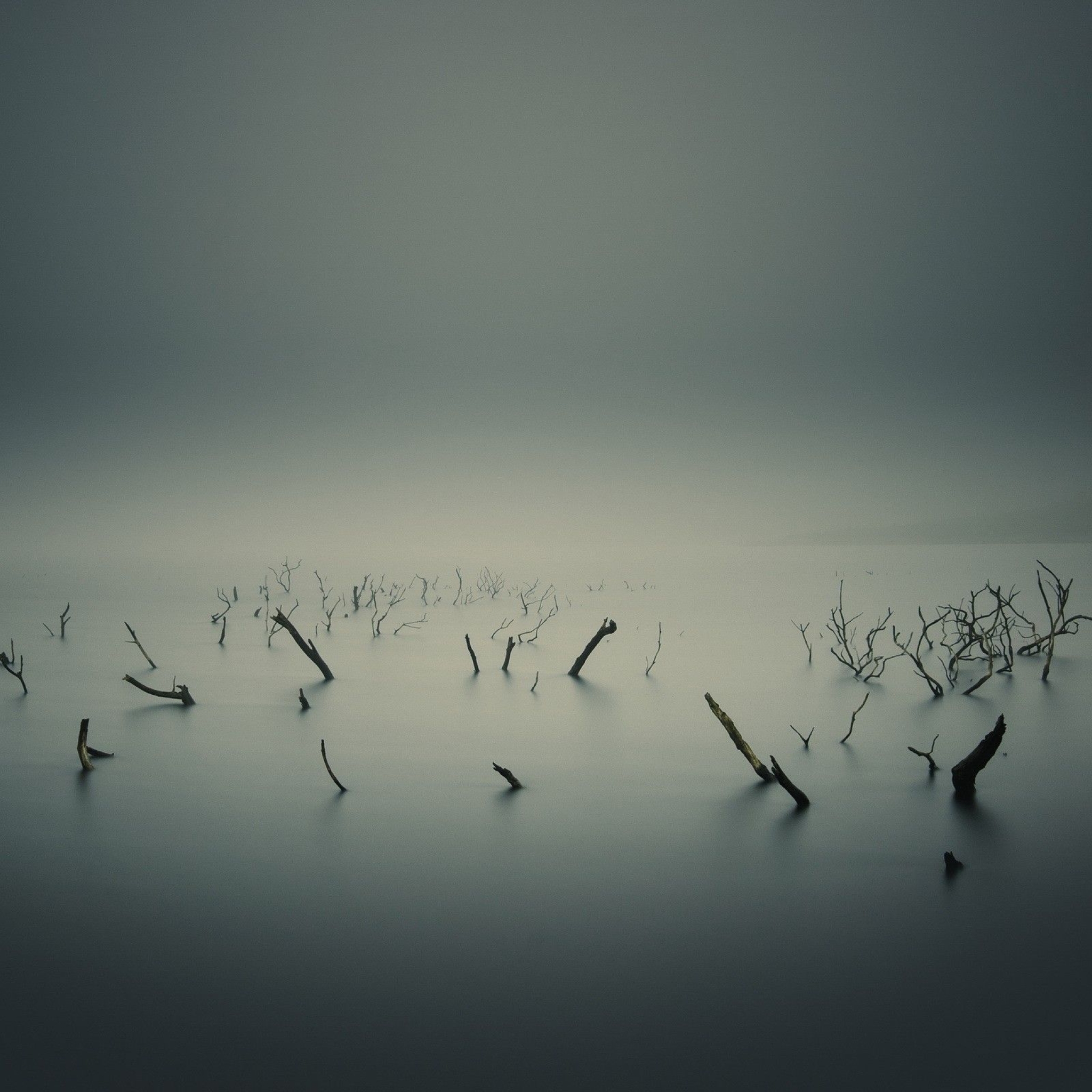 Болото туман. Море в тумане. Обои на телефон со смыслом. Ветки в тумане. Dead lakes