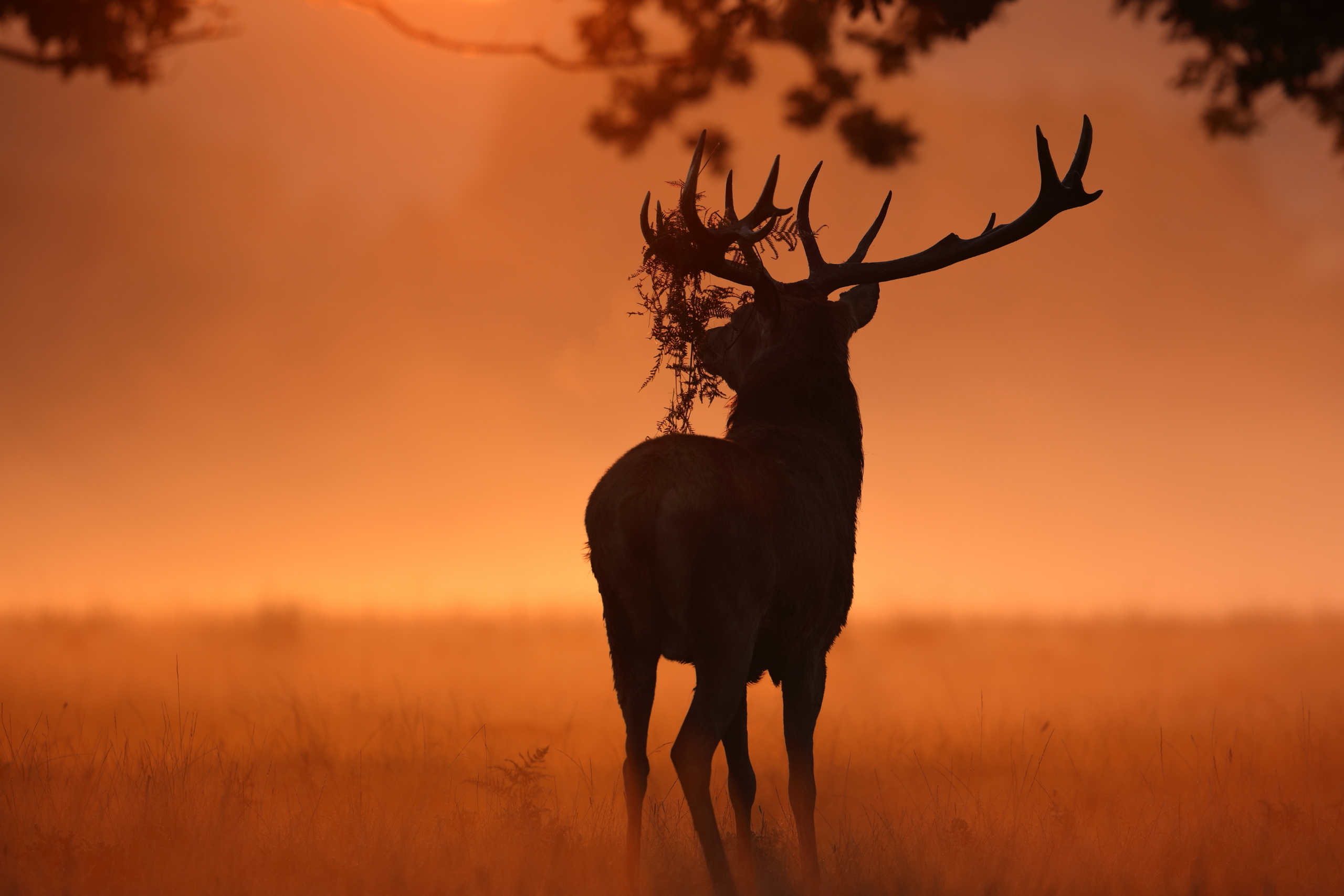 Deer Sunlight Nature Wallpaper, HD Animals 4K Wallpapers, Images and