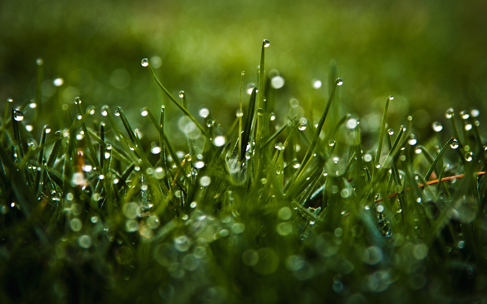 dew, glare, grass Wallpaper, HD Macro 4K Wallpapers, Images, Photos and  Background - Wallpapers Den