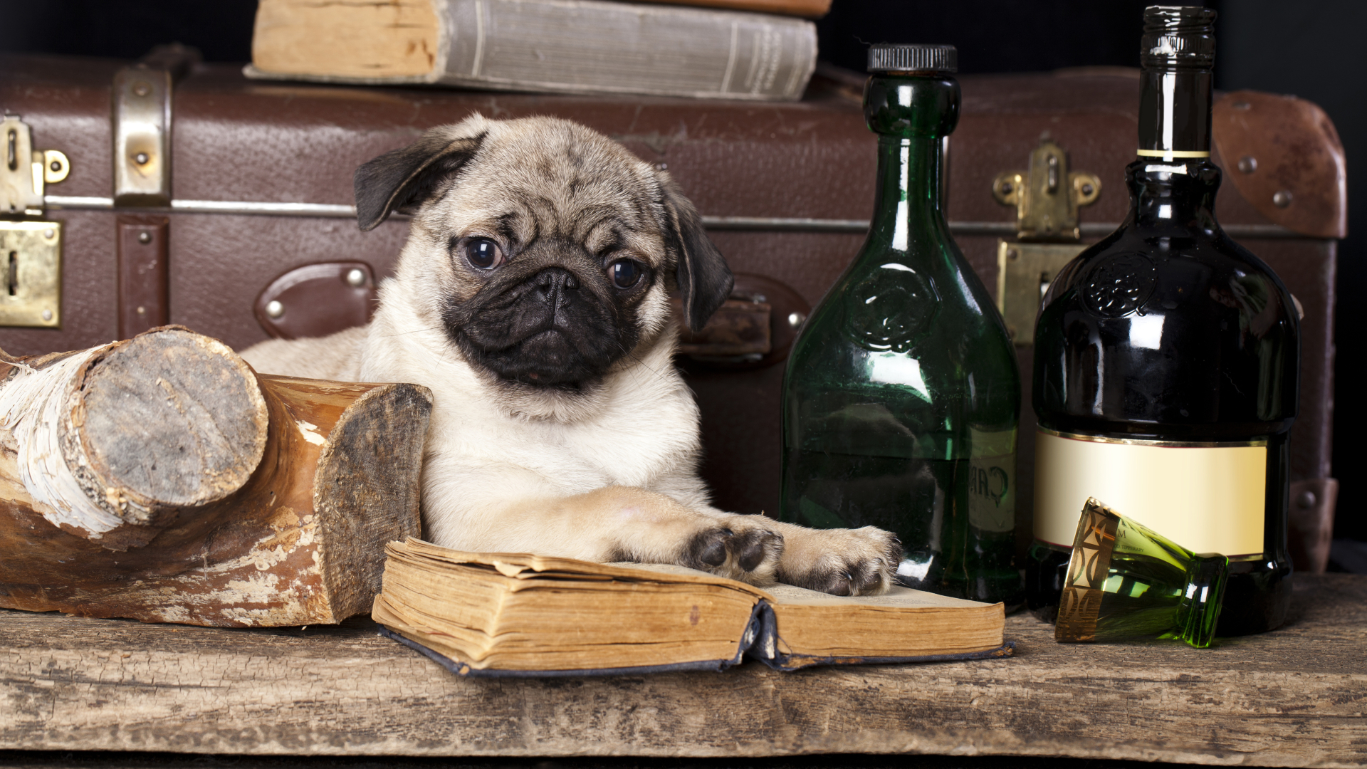 1920x1080 dog, pug, books 1080P Laptop Full HD Wallpaper, HD Animals 4K  Wallpapers, Images, Photos and Background - Wallpapers Den