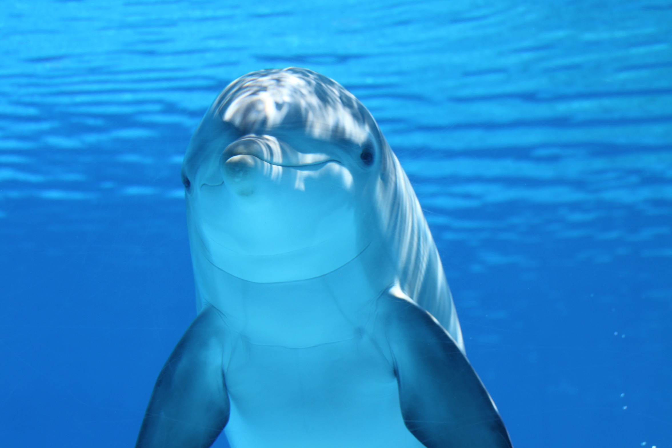 1080x2040 dolphin, underwater, mammal 1080x2040 Resolution Wallpaper ...