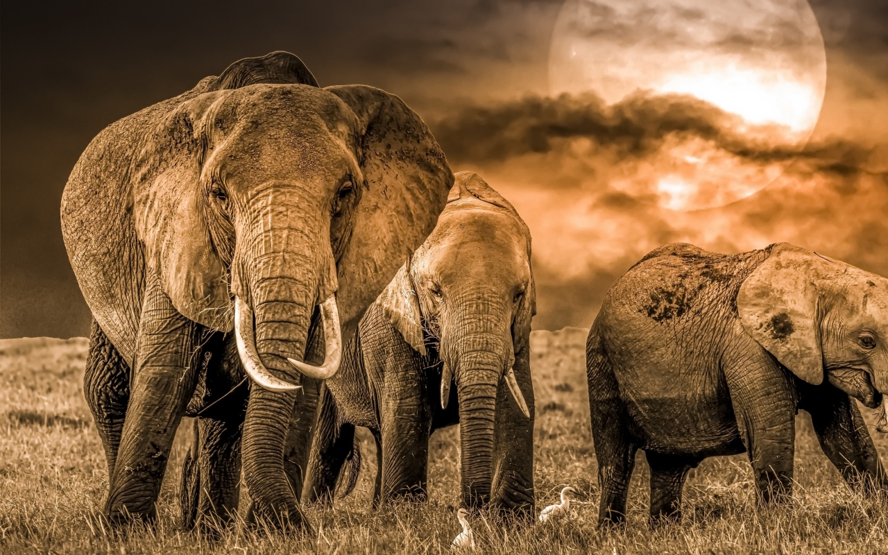 1280x800 Elephant 4k Photography 1280x800 Resolution Wallpaper, HD Animals  4K Wallpapers, Images, Photos and Background - Wallpapers Den