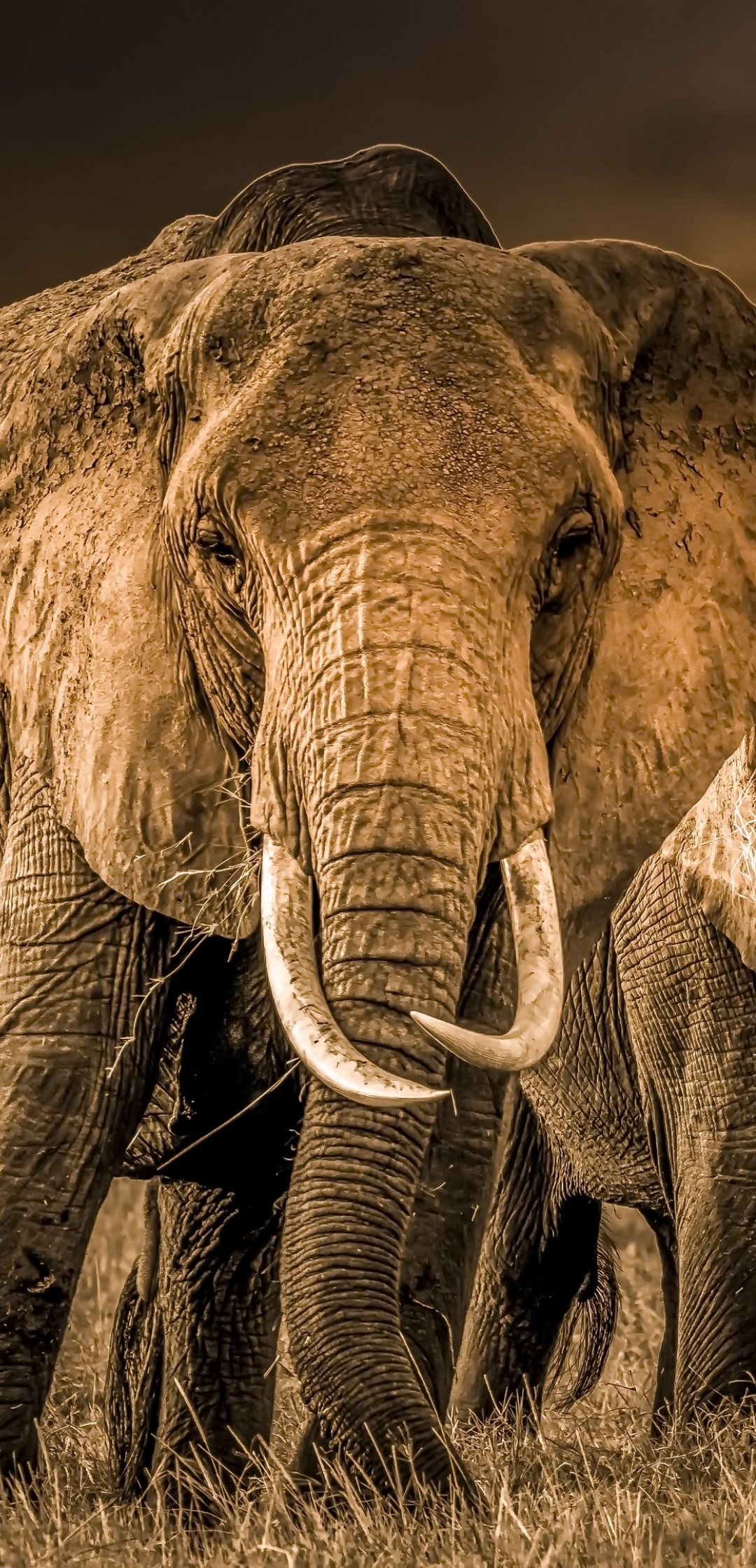 1080x2240 Elephant 4k Photography 1080x2240 Resolution Wallpaper, HD  Animals 4K Wallpapers, Images, Photos and Background - Wallpapers Den