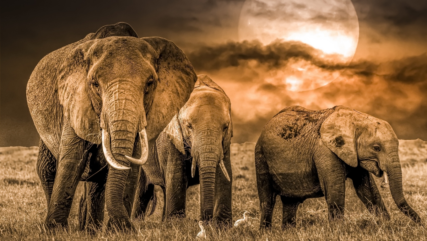 Elephant 4K wallpapers for your desktop or mobile screen free and easy to  download