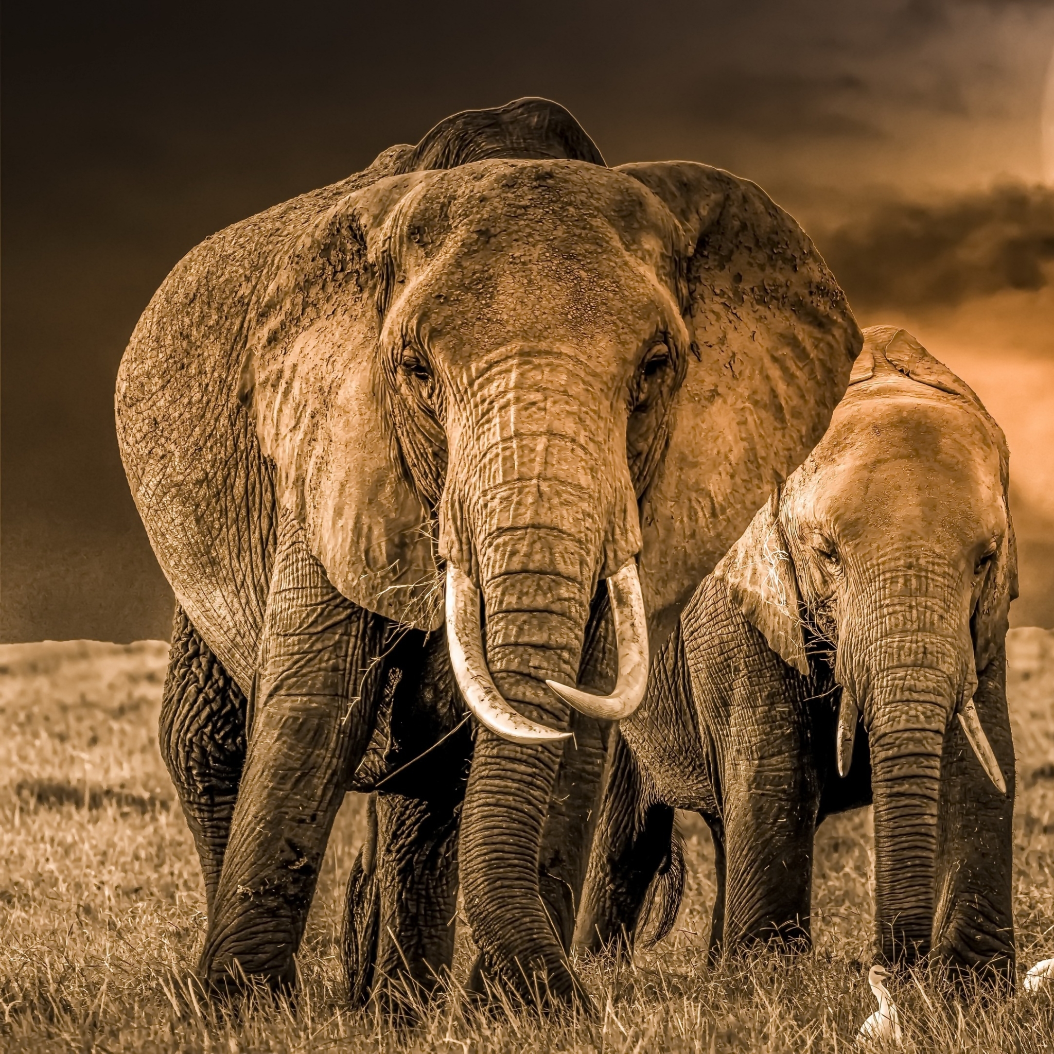 2048x2048 Elephant 4k Photography Ipad Air Wallpaper, HD Animals 4K  Wallpapers, Images, Photos and Background - Wallpapers Den