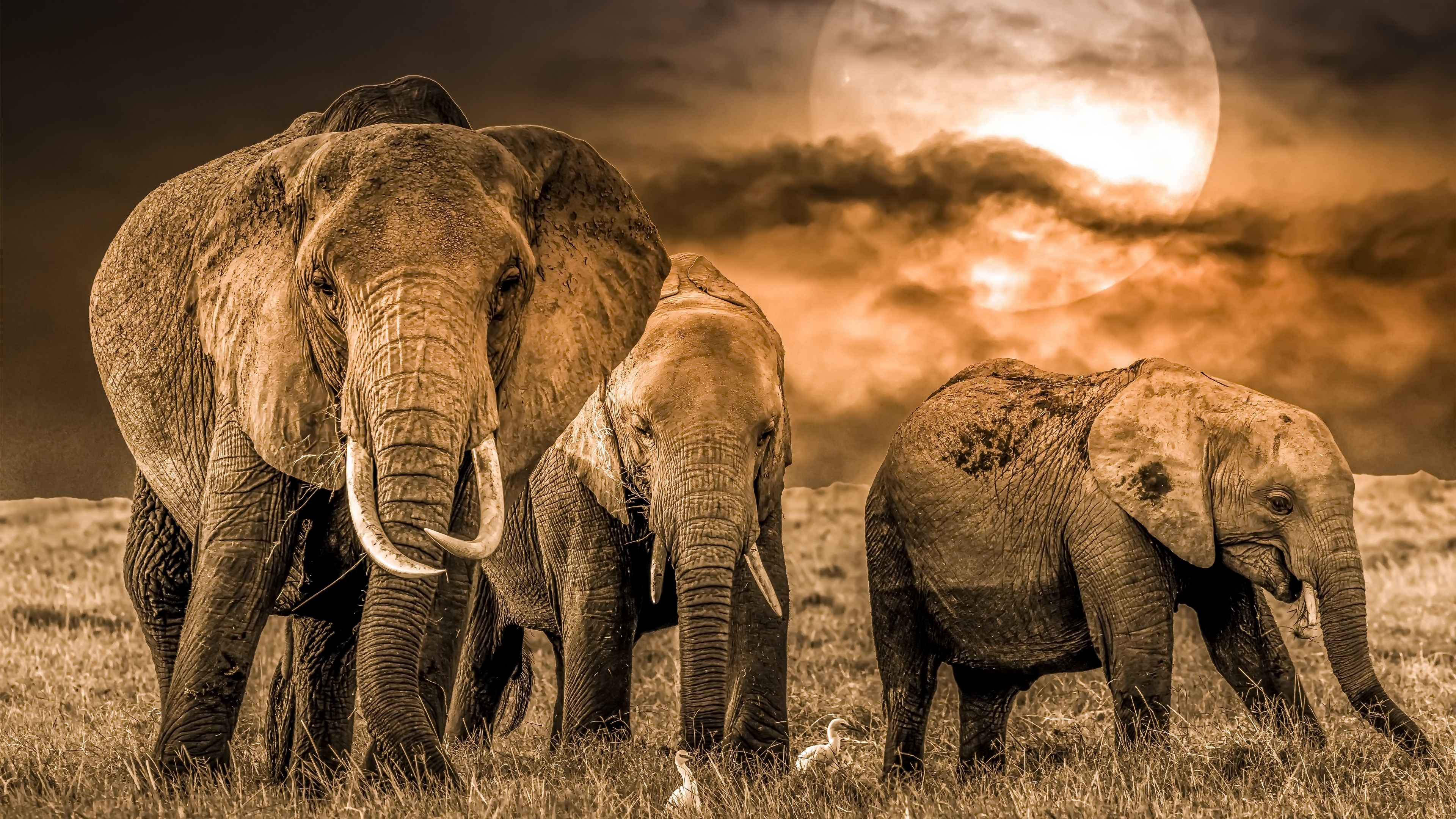 Elephant 4k Photography Wallpaper, HD Animals 4K Wallpapers, Images, Photos  and Background - Wallpapers Den