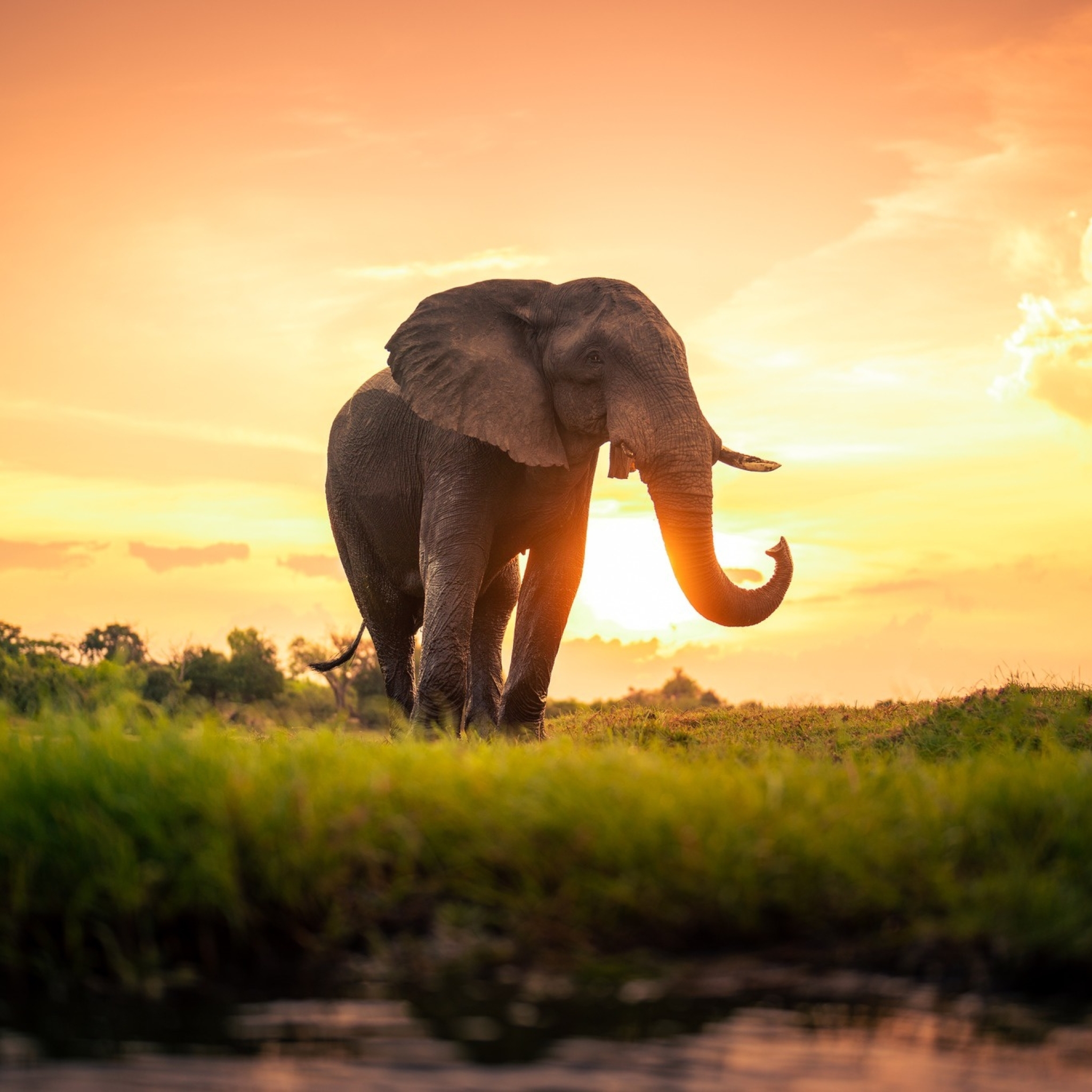 2048x2048 Elephant HD Sunset Photography Ipad Air Wallpaper, HD Animals 4K  Wallpapers, Images, Photos and Background - Wallpapers Den